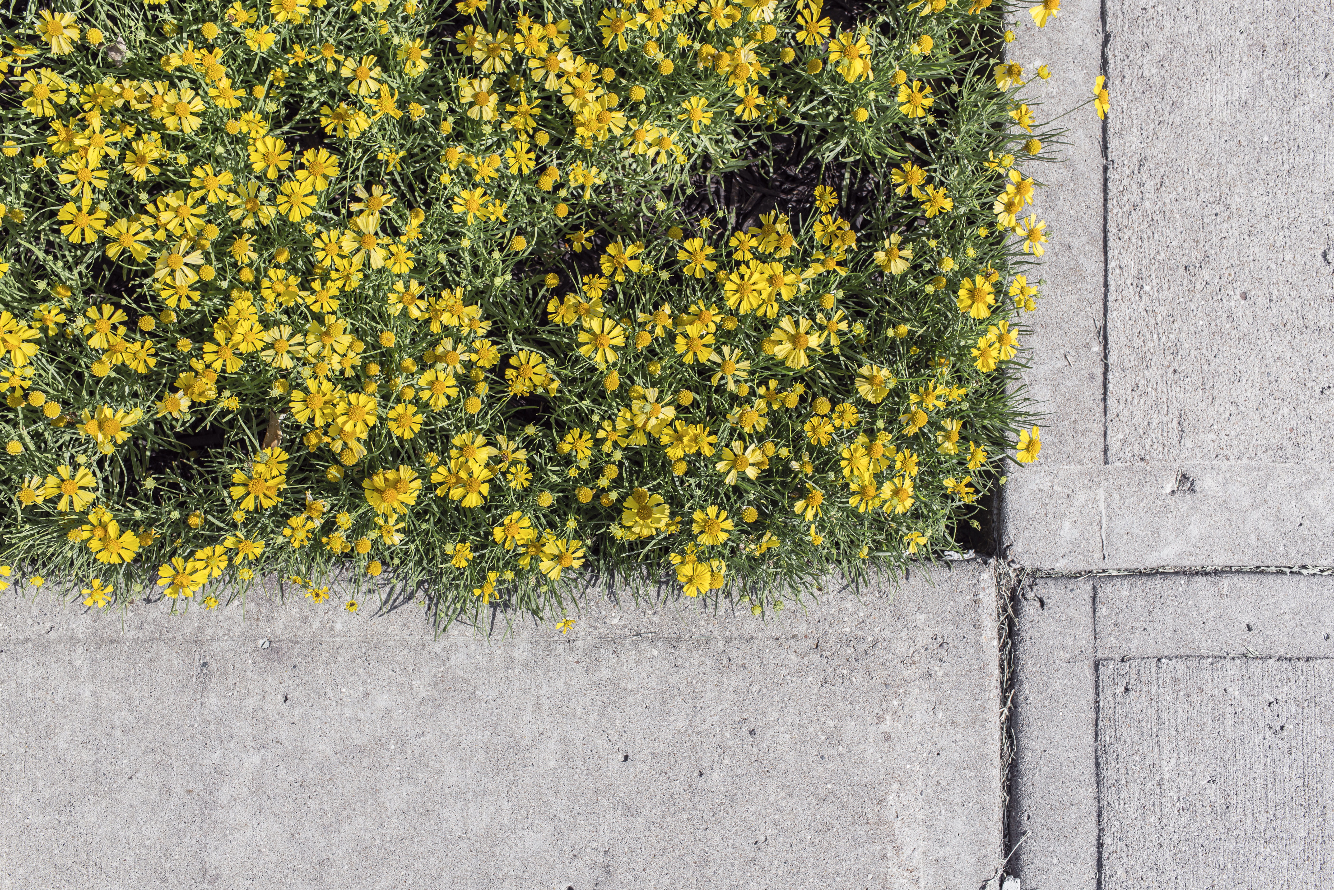 vulnerability, footpath, yellow, gray, near, outdoors, freshness, flower head, green Color, plant part, concrete, contrast, flowering plant, plant, city, HD Wallpaper