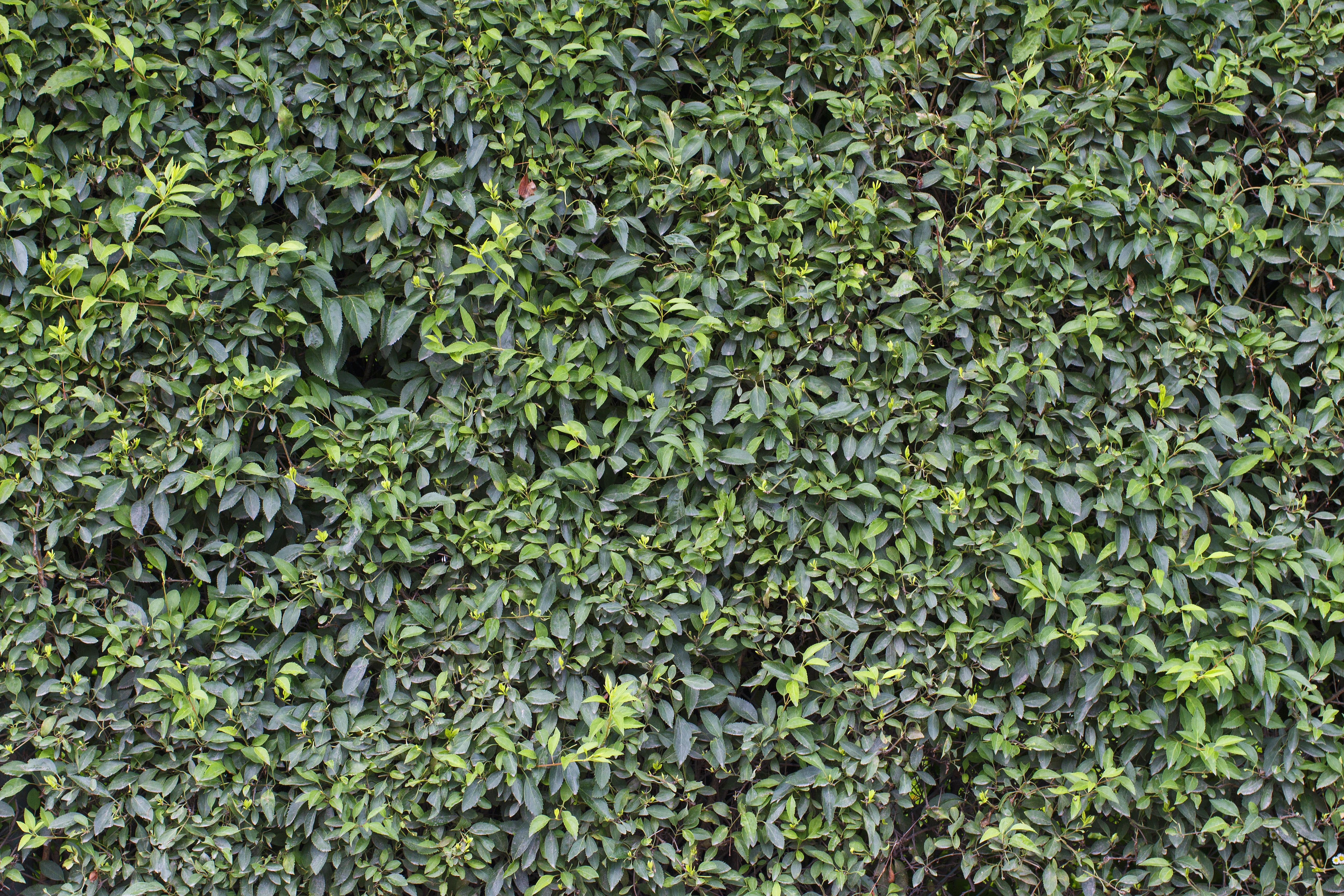 vertical, environment, day, high angle view, growth, tranquility, sample, 5K, green color, summer, the structure of the, plant part, sheet, background, HD Wallpaper