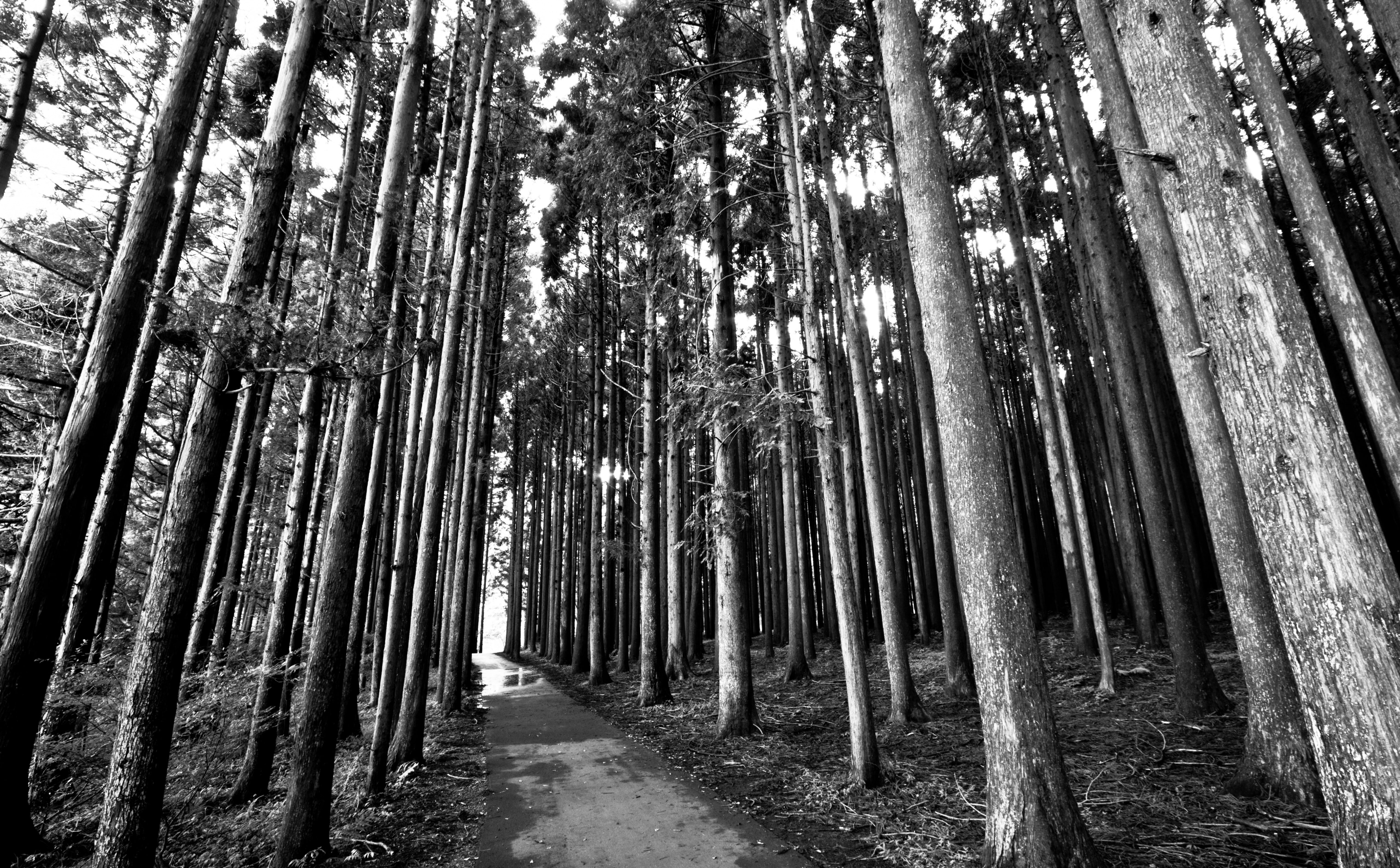 talltrees, Dark, land, day, Forest, abundance, Trees, 5K, scenics - nature, woodland, blackandwhite, tranquil scene, growth, Road, Japan, Trail, direction, HD Wallpaper