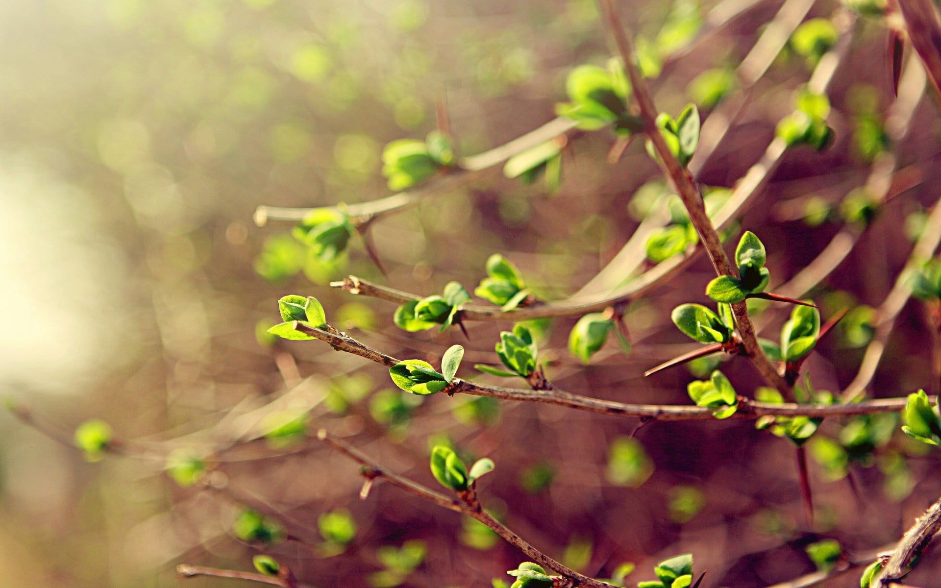 focus on foreground, Plants, green, spring, close-up, Nature, green color, growth, branches, environment, leaf, branch, tranquility, tree, sunlight, plant, HD Wallpaper