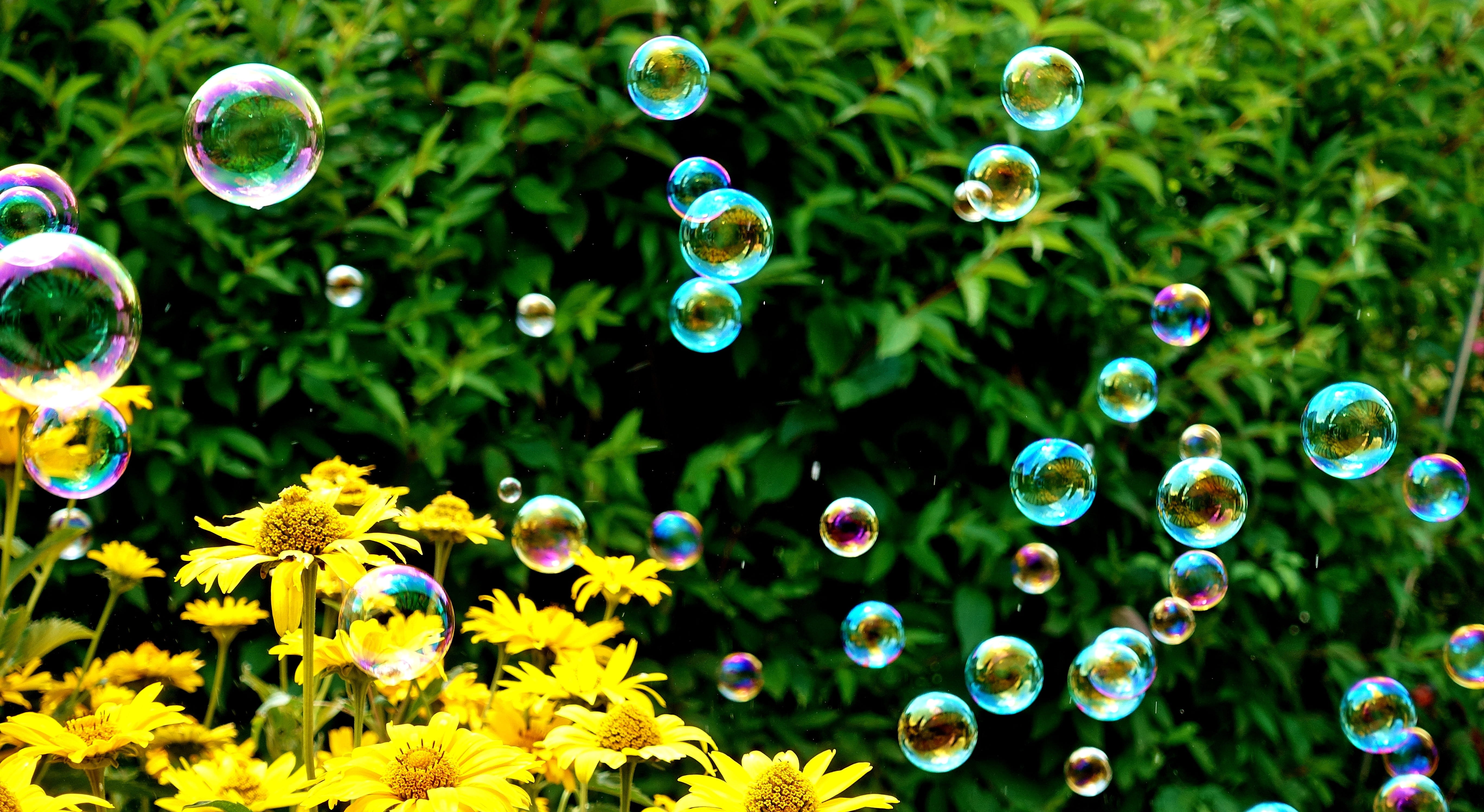 multi colored, 5K, flower, close-up, growth, soapy water, vulnerability, make soap bubbles, soap sud, balls, soap bubbles, focus on foreground, no people, HD Wallpaper