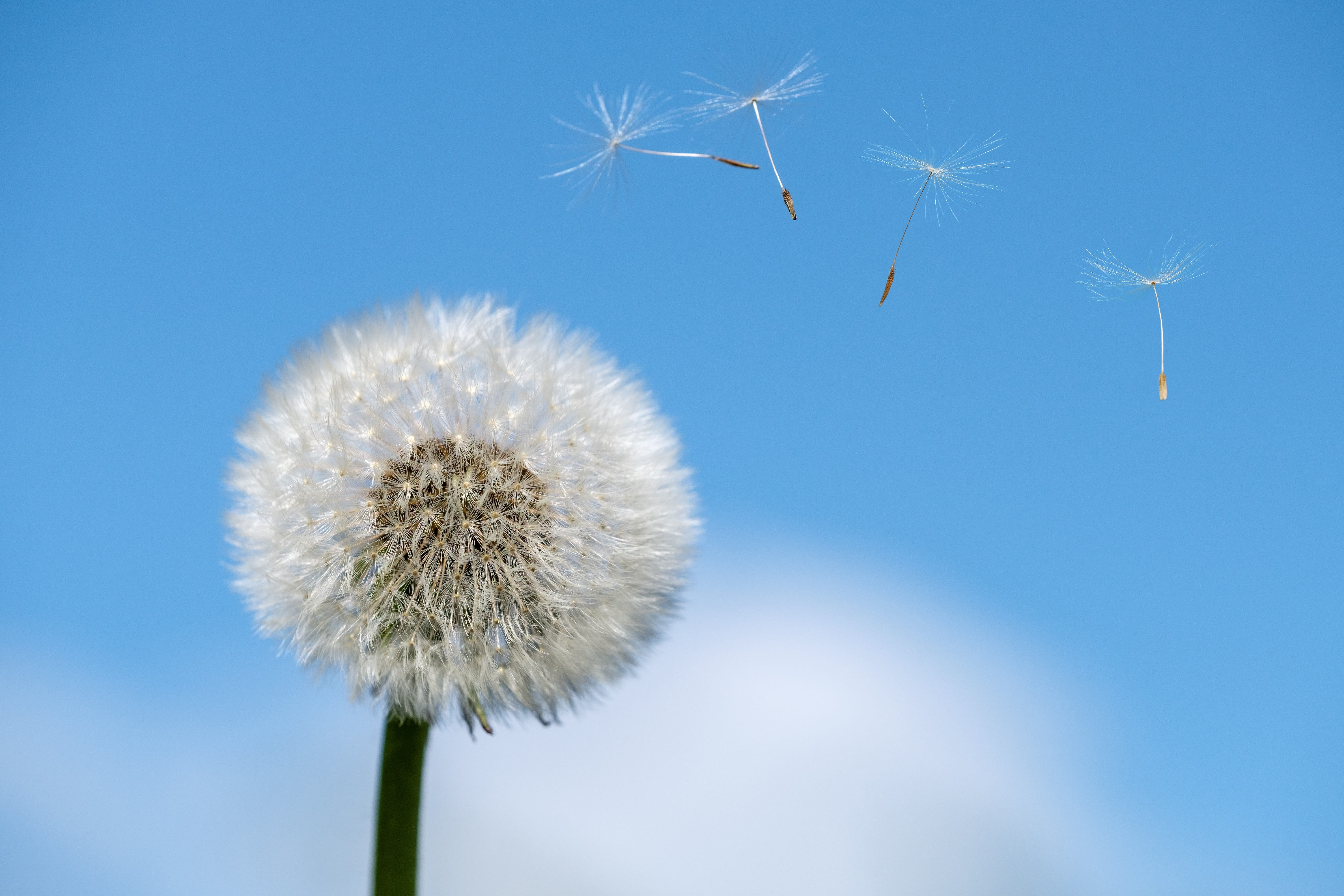 wind, spring, dandelion, flying, ease, allergy, vulnerability, inflorescence, seeds, nature, dandelion seed, flower, softness, close-up, fragility, plant, HD Wallpaper