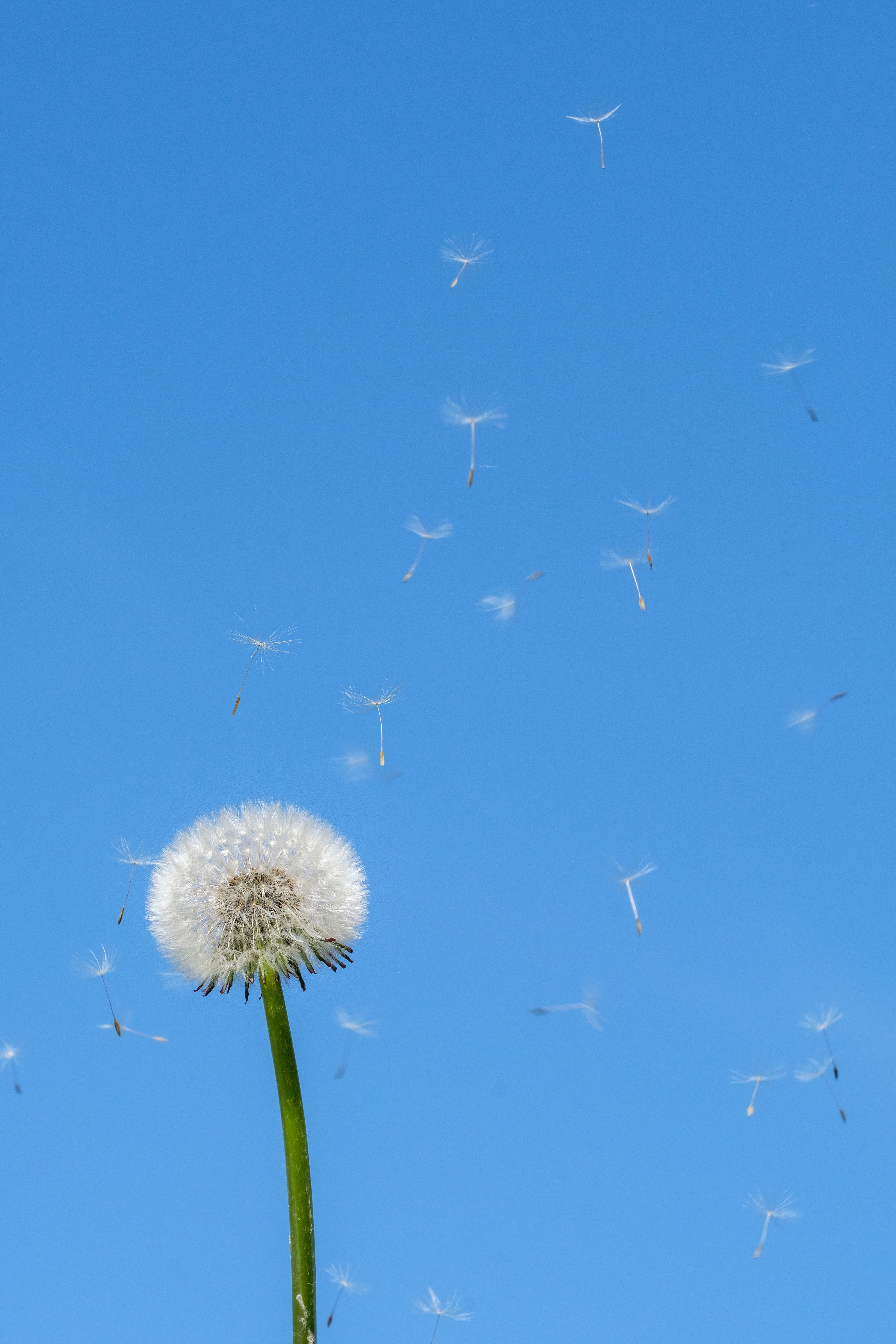 flower head, spring, flowering plant, ease, allergy, dandelion, low angle view, air, white color, close-up, freshness, outdoors, seeds, flying, blue, fragility, Phone HD Wallpaper
