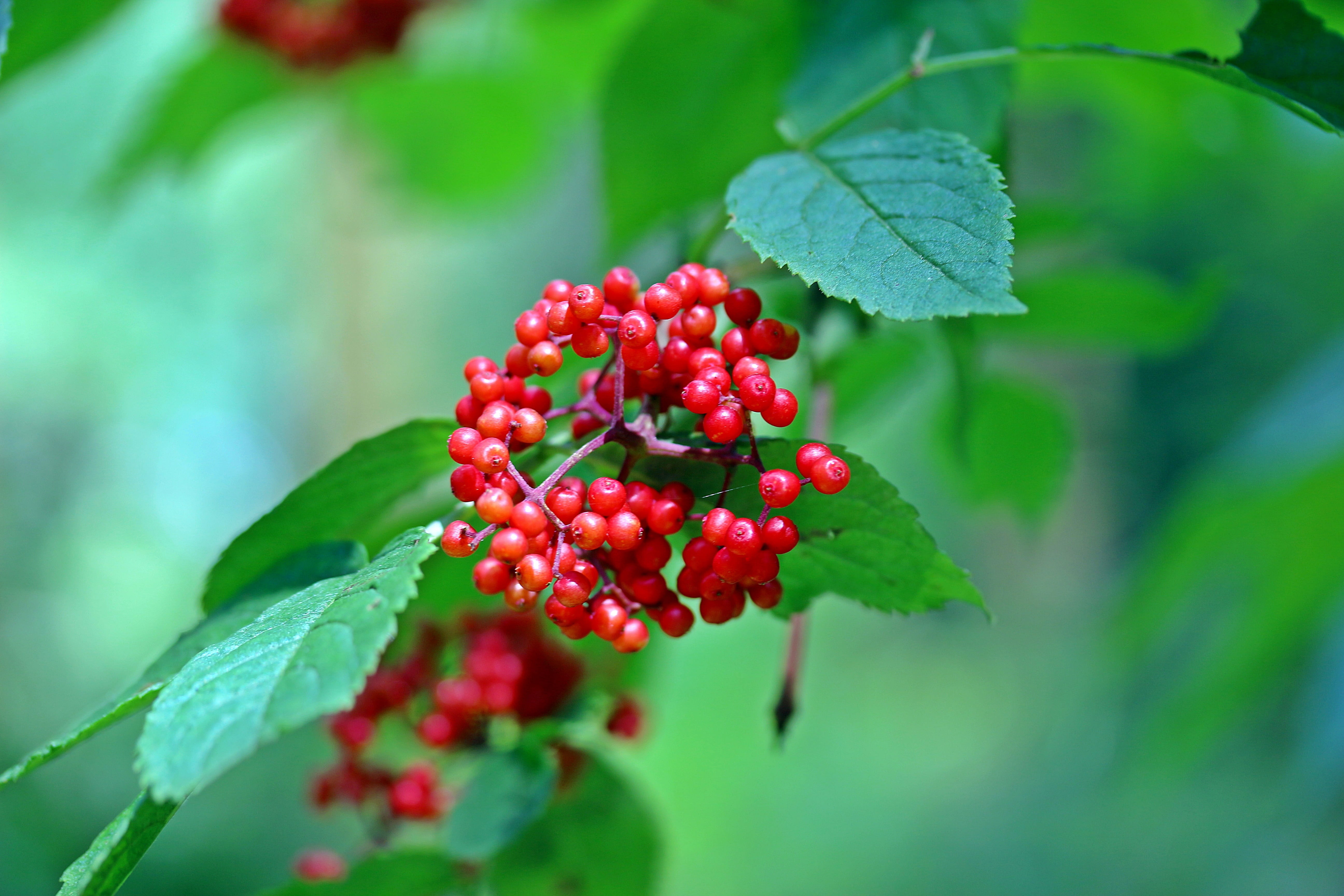 tree, no people, green color, wellbeing, healthy eating, beauty in nature, outdoors, freshness, growth, red, ripe, close-up, bush, leaf, slightly toxic, HD Wallpaper