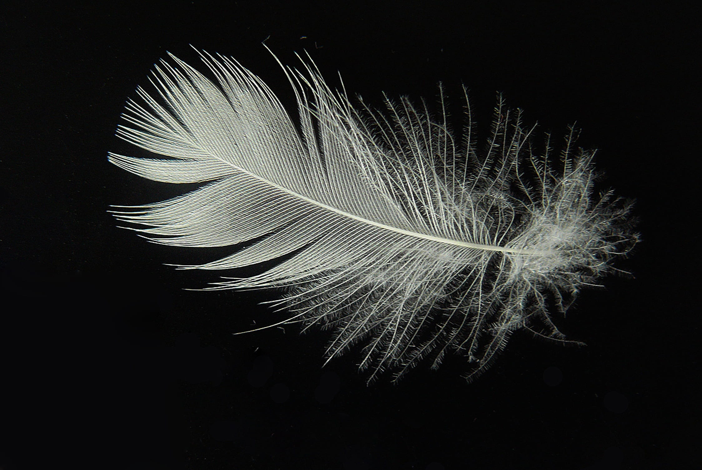 simplicity, white, close-up, single object, indoors, nature, down, feather, fragility, lightweight, slightly, softness, vulnerability, pattern, float, wispy, HD Wallpaper