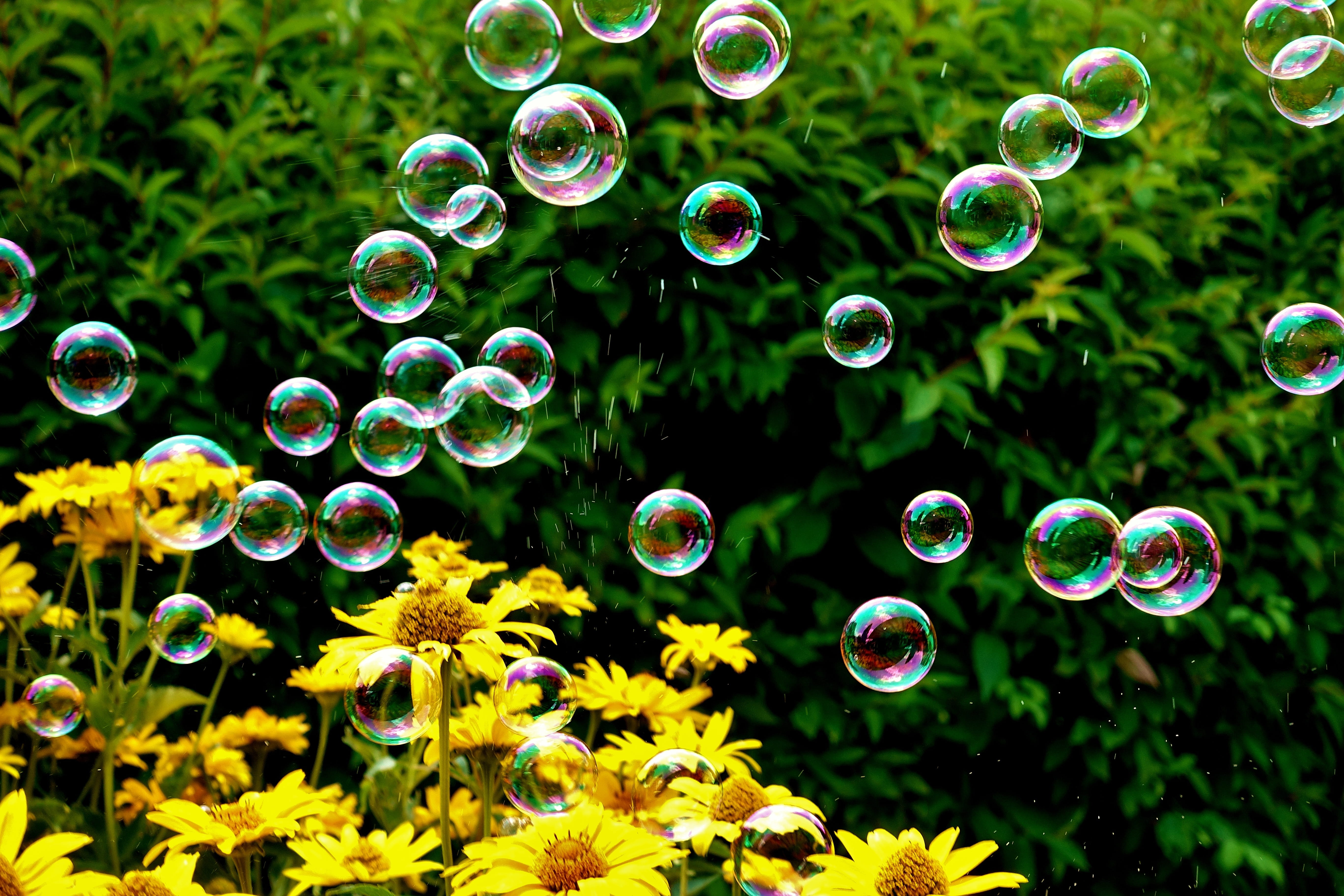 bubble, summer, nature, green color, soap sud, colorful, day, beauty in nature, shape, balls, multi colored, freshness, vulnerability, no people, flowering plant, HD Wallpaper