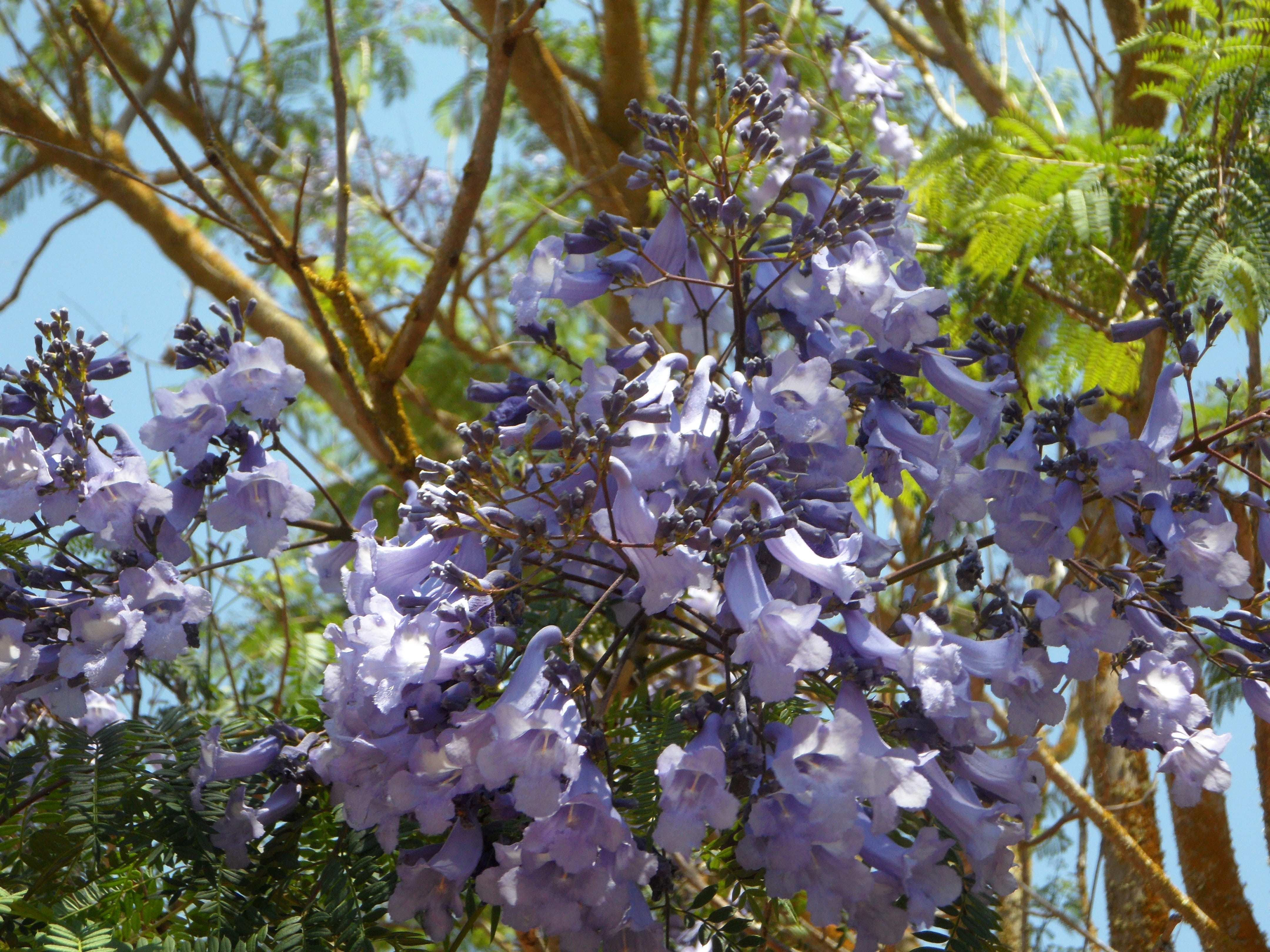 no people, blue, flowers, close-up, hanging, bloom, springtime, vulnerability, freshness, sunlight, airy, day, jacaranda, 4K, growth, fragility, plant, HD Wallpaper