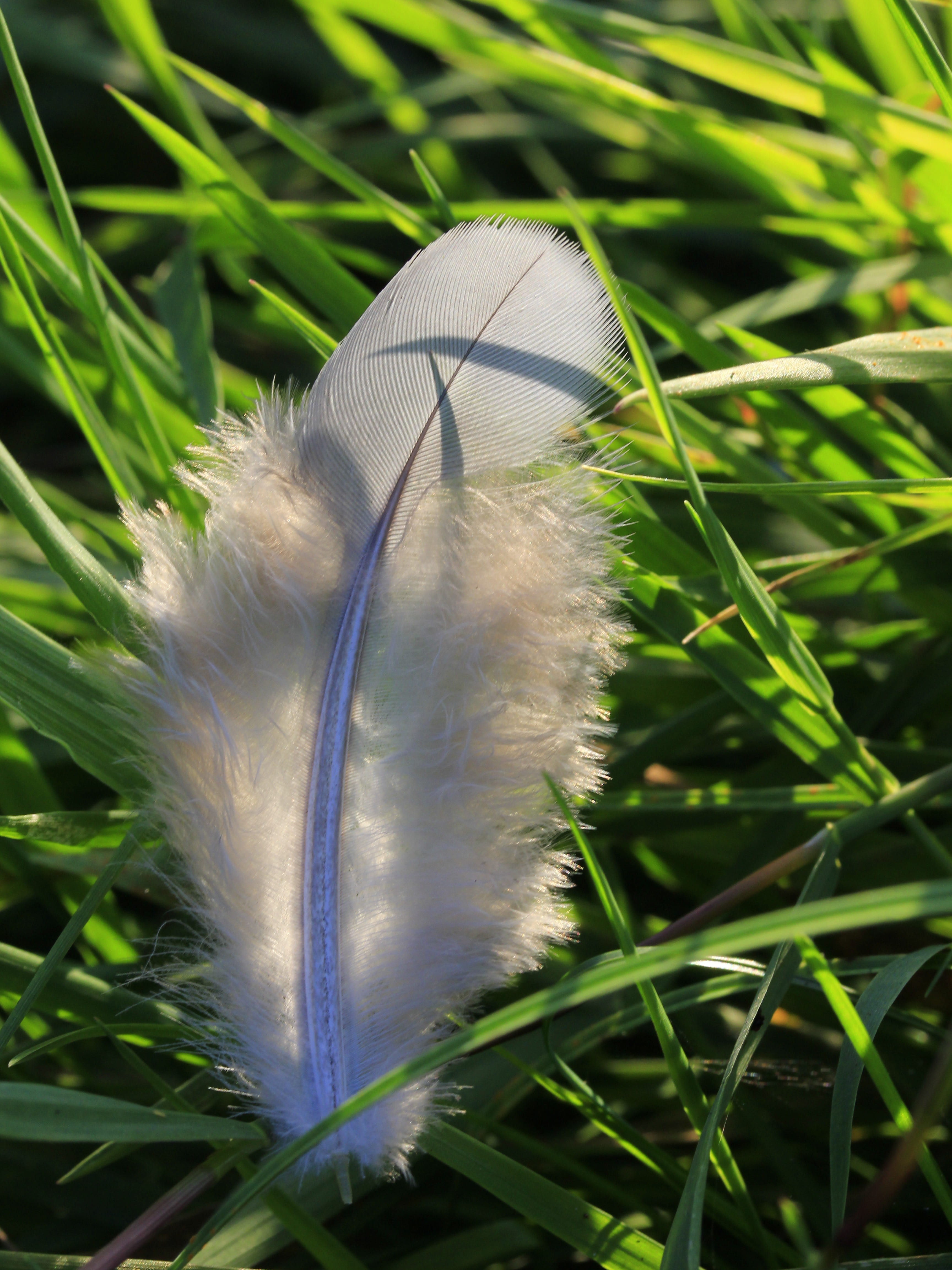growth, nature, butterfly - insect, day, land, blade of grass, grass, bird, slightly, field, lightweight, flower, white, outdoors, no people, vulnerability, Phone HD Wallpaper