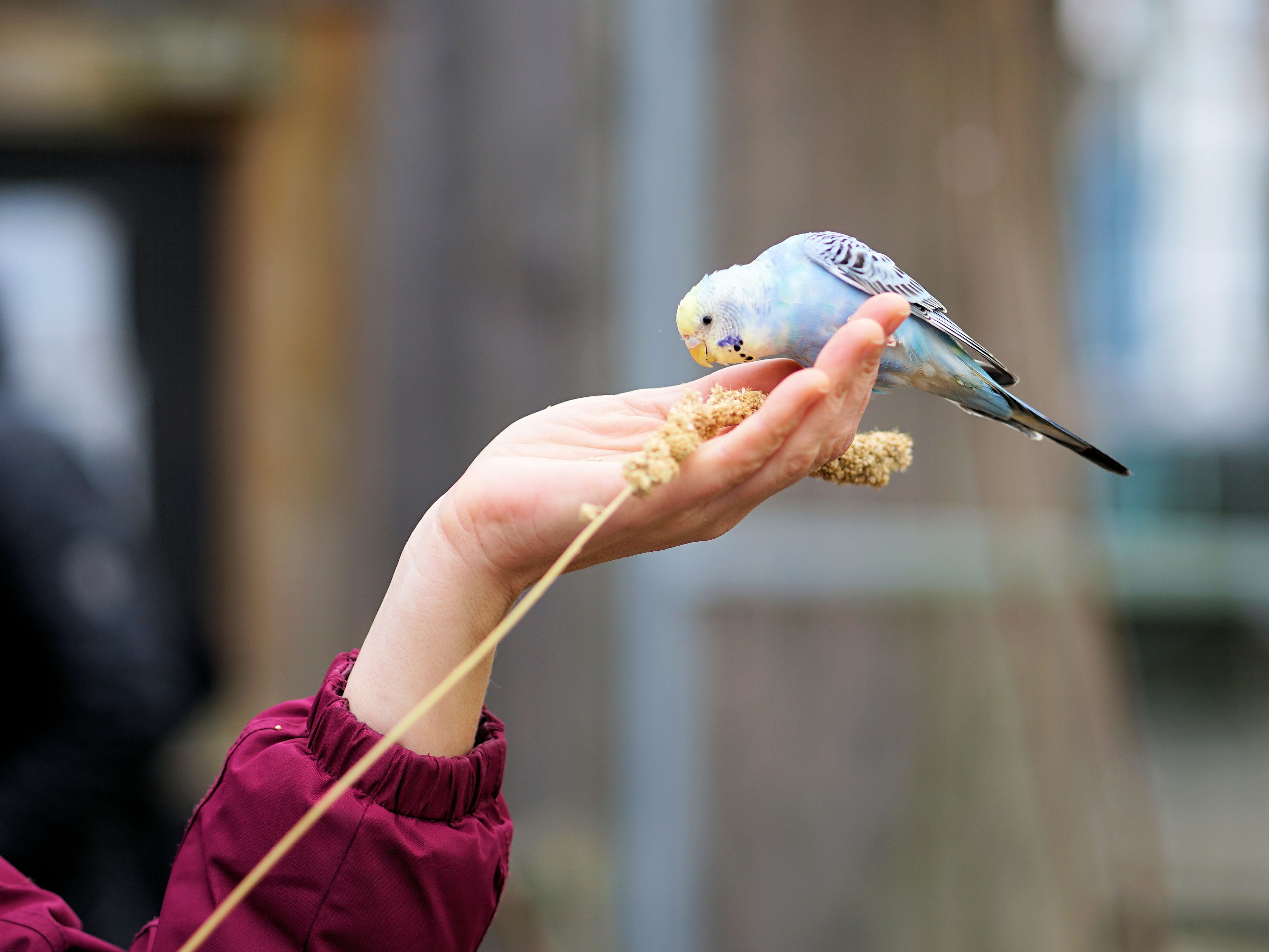food, holding, focus on foreground, millet, lifestyles, finger, real people, feather, plumage, bird feather, budgie, one person, outdoors, animal wildlife, HD Wallpaper