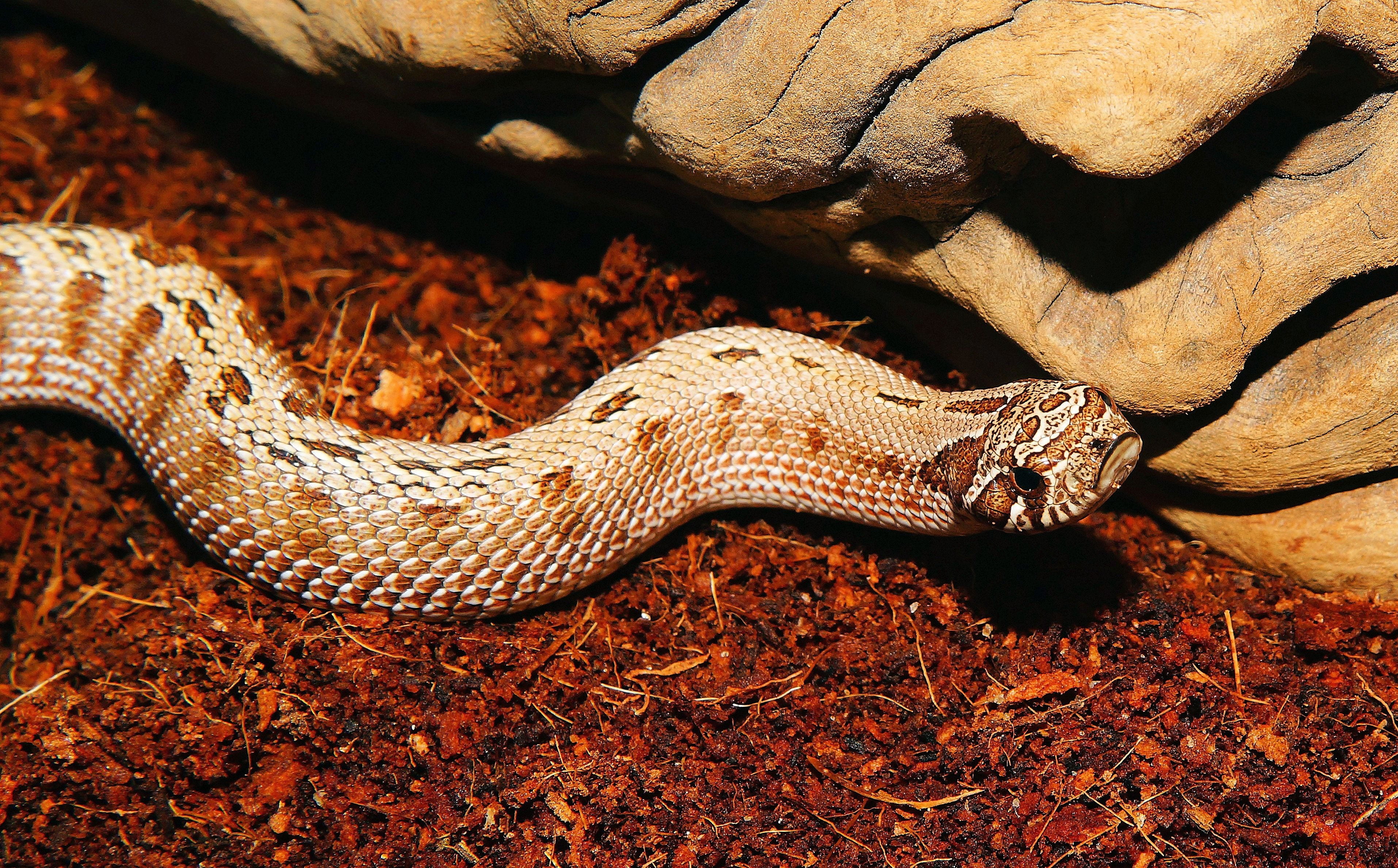 slightly toxic, outdoors, mexico, snake, warning sign, vertebrate, day, poisonous, animals in the wild, animal scale, viper-like, heterodon nasicus, rainforest, HD Wallpaper