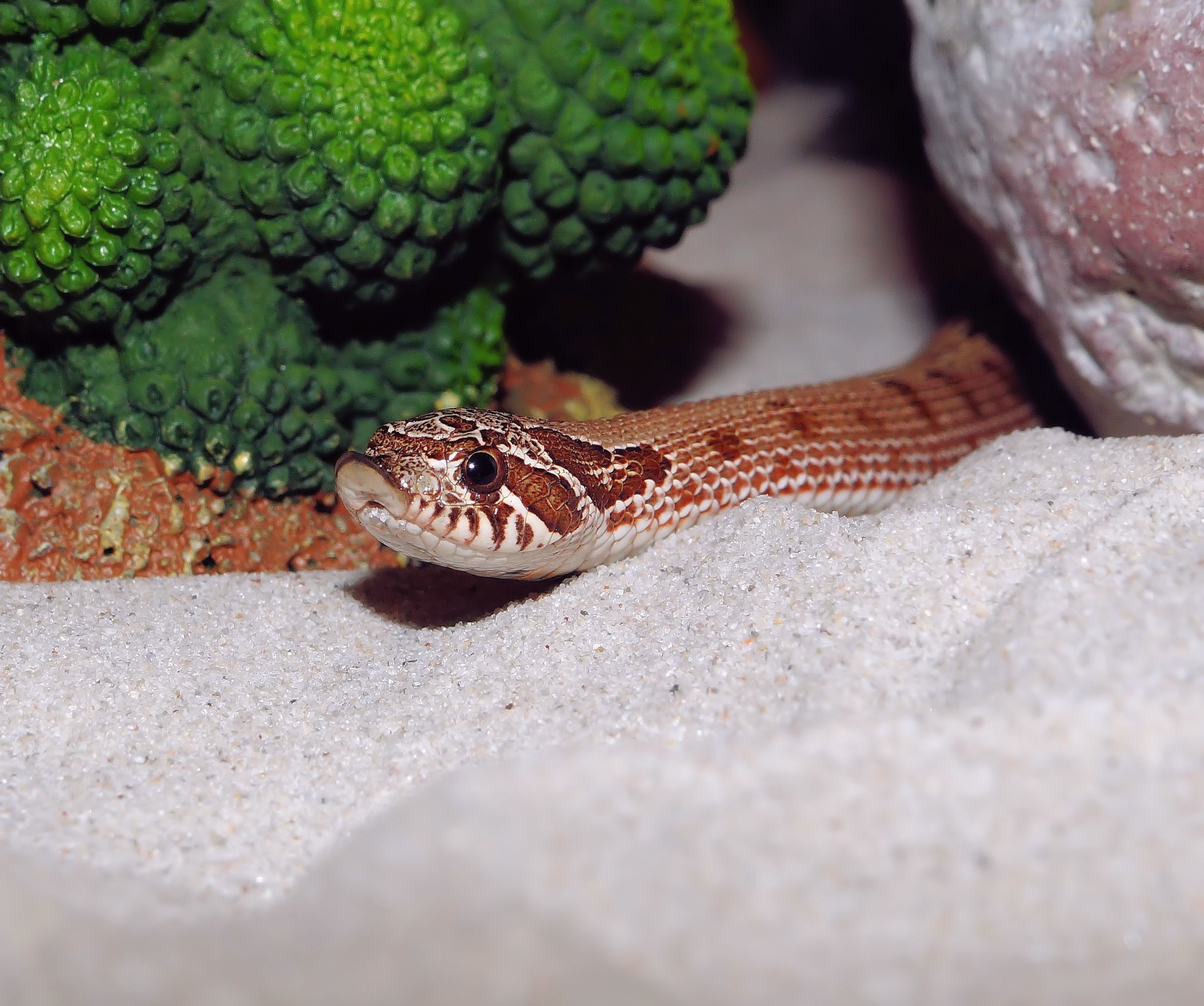 snake, selective focus, exotic, close, no people, animal wildlife, pattern, animal scale, slightly toxic, poisonous, close-up, graceful, vertebrate, green color, HD Wallpaper