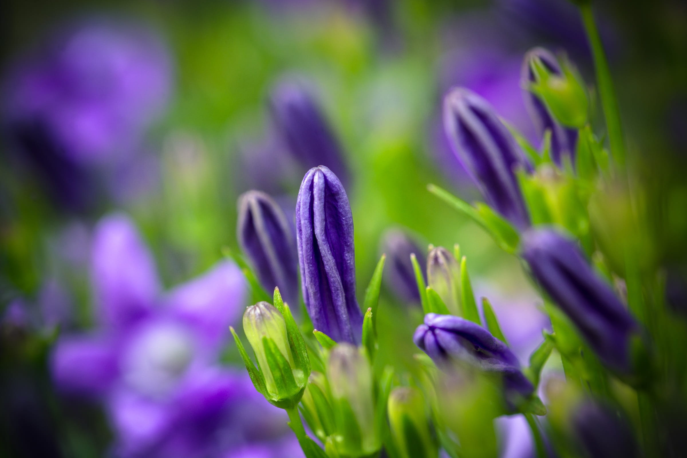 soft focus, bud, campanula, softness, Portenschlagiana, upholstery bellflower, portenschlagiana, 1080P, blossom, ornamental garden, aster-like, outdoors, HD Wallpaper