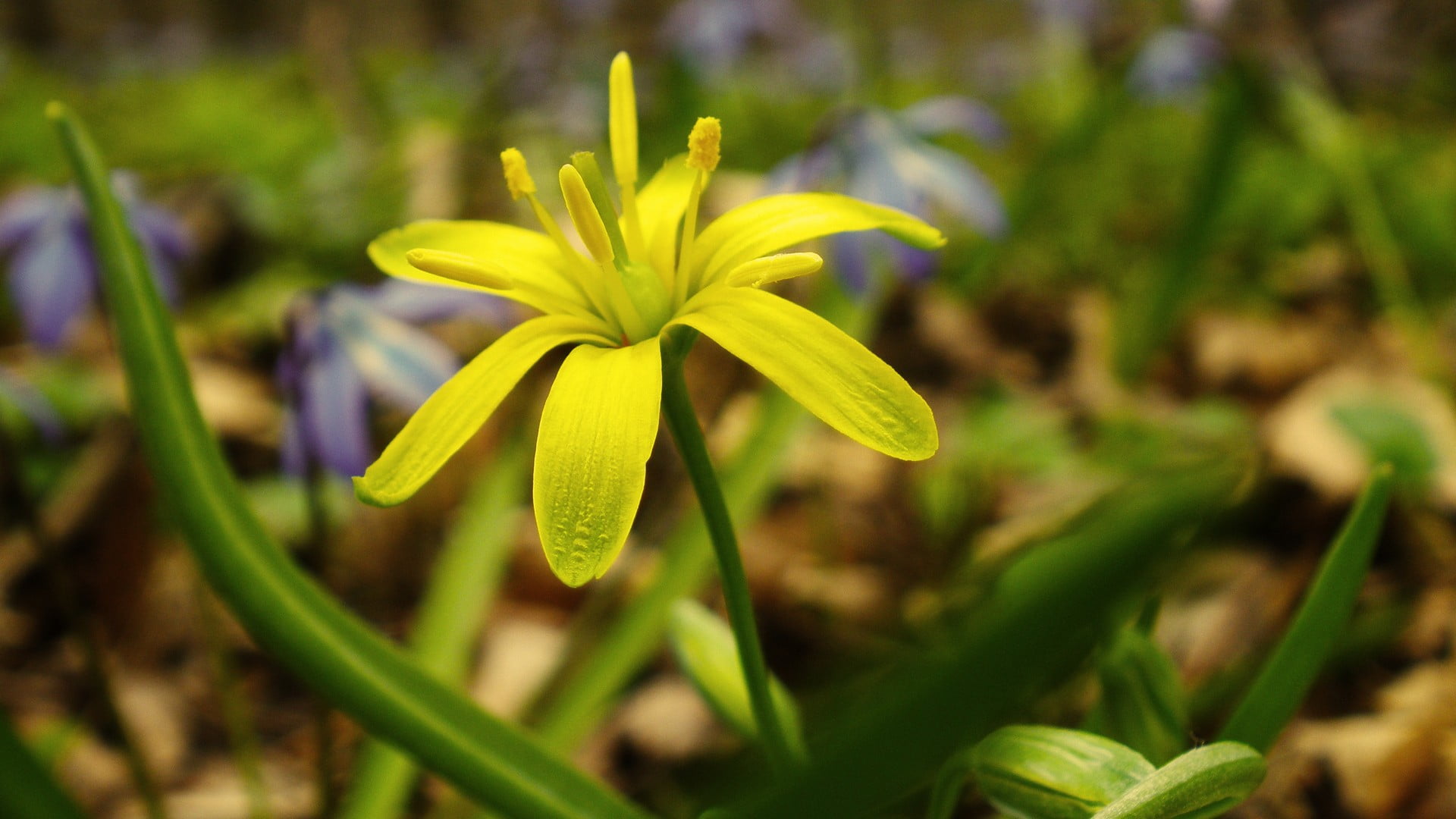 ornamental garden, green color, day, outdoors, flowers, macro, petal, growth, yellow, close-up, no people, vulnerability, plant, flower head, selective focus, HD Wallpaper