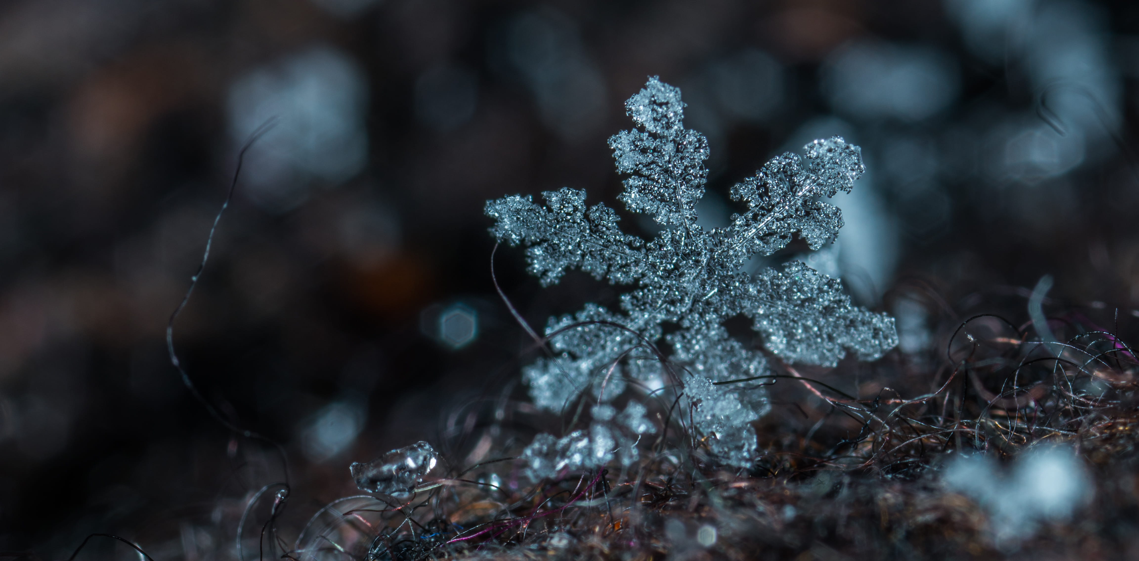 celebration, ice, land, winter, frozen, tree, cold, cold temperature, no people, plant, nature, snow, photography, holiday, beauty in nature, christmas, HD Wallpaper
