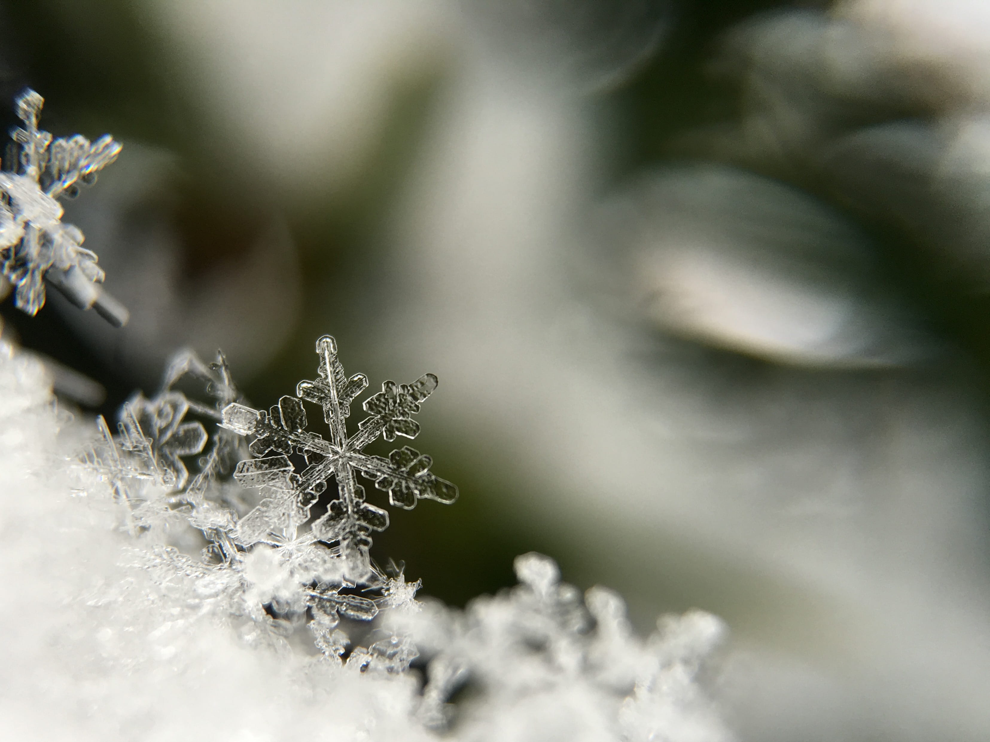 nature, person, ice, 2K, weather, snowflakes, beauty in nature, day, outdoors, close-up, wet, selective focus, tranquility, winter, dew, lichen, photography, HD Wallpaper