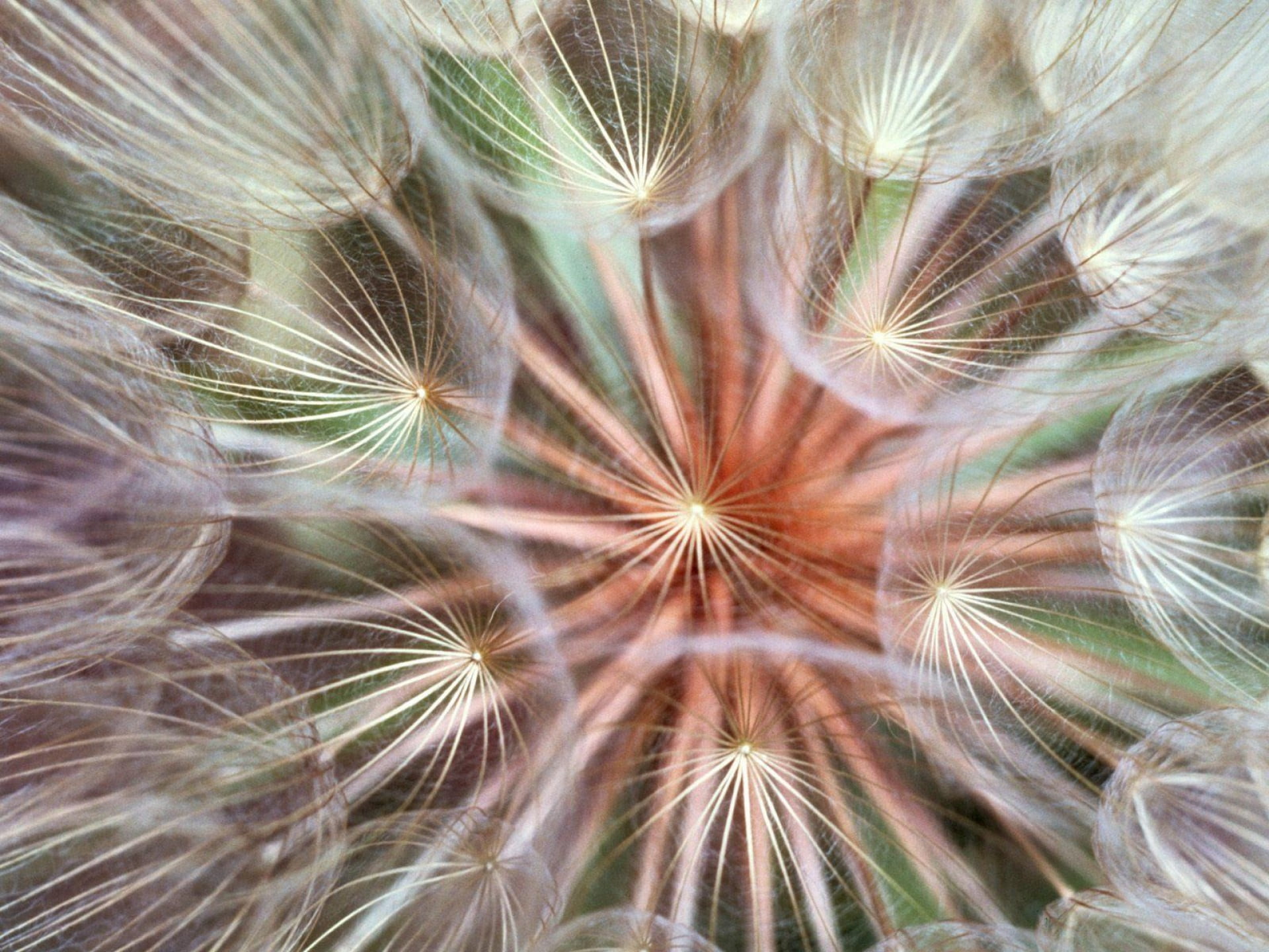 flower, flower head, seed, dandelion seed, macro, color Image, green Color, vibrant Color, 1080P, seeds, growth, exploding, fluffy, full frame, celebration, HD Wallpaper