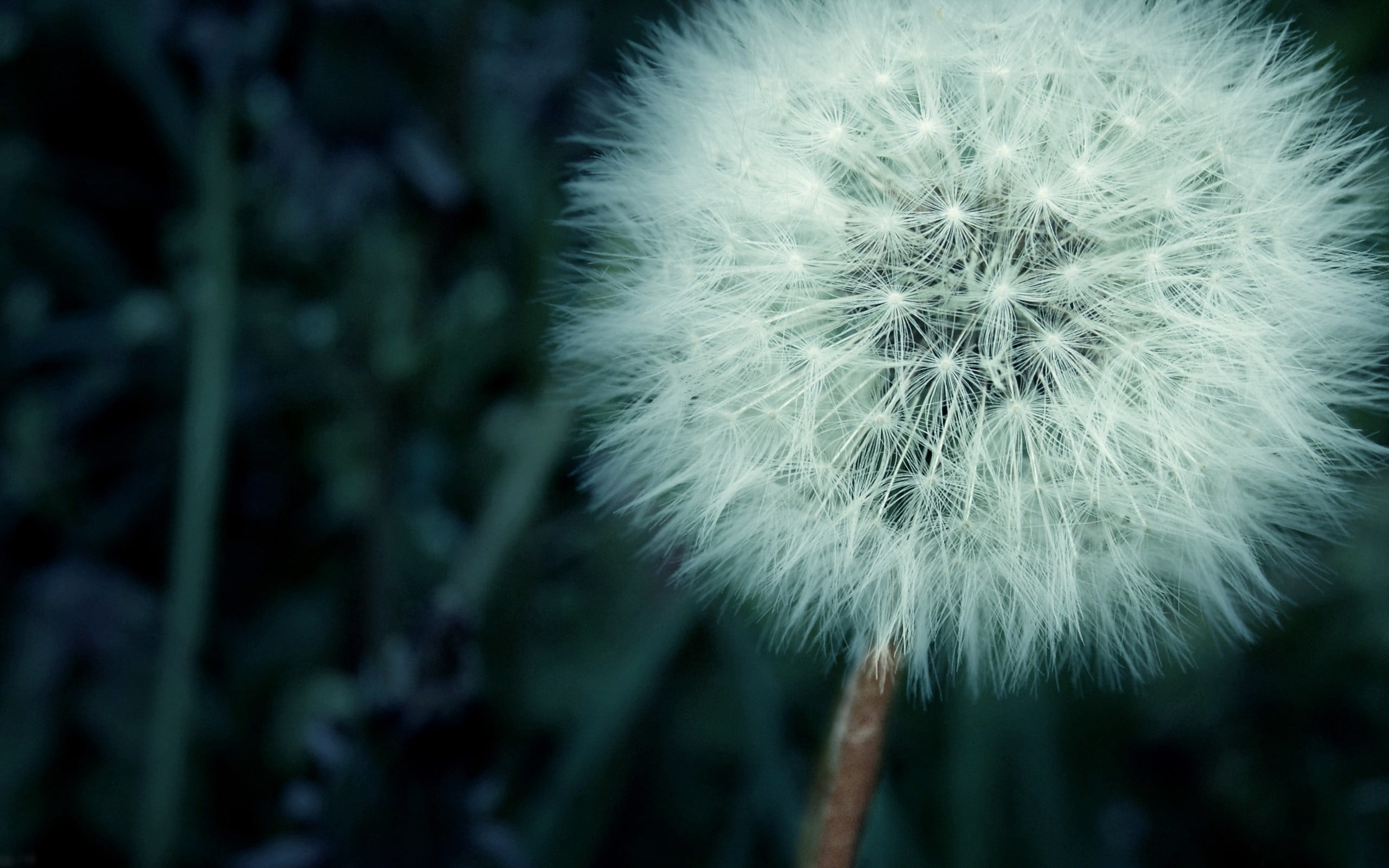 white, dandelion seed, uncultivated, beauty In Nature, single Flower, focus on foreground, blowing, fragility, no People, flower Head, springtime, 2K, HD Wallpaper