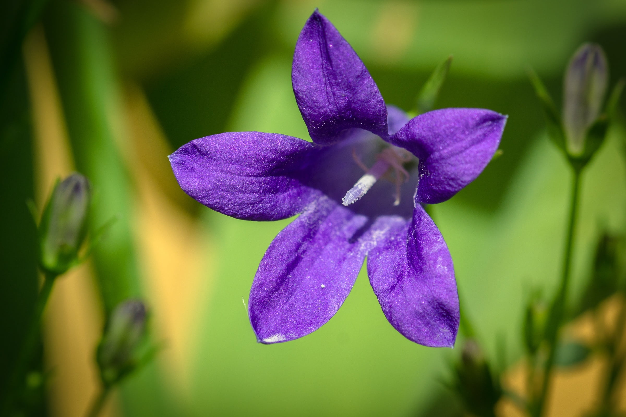 aster-like, freshness, flower head, blossom, vulnerability, purple, flowering plant, close, growth, sepals, bell flower greenhouse, nature, inflorescence, HD Wallpaper
