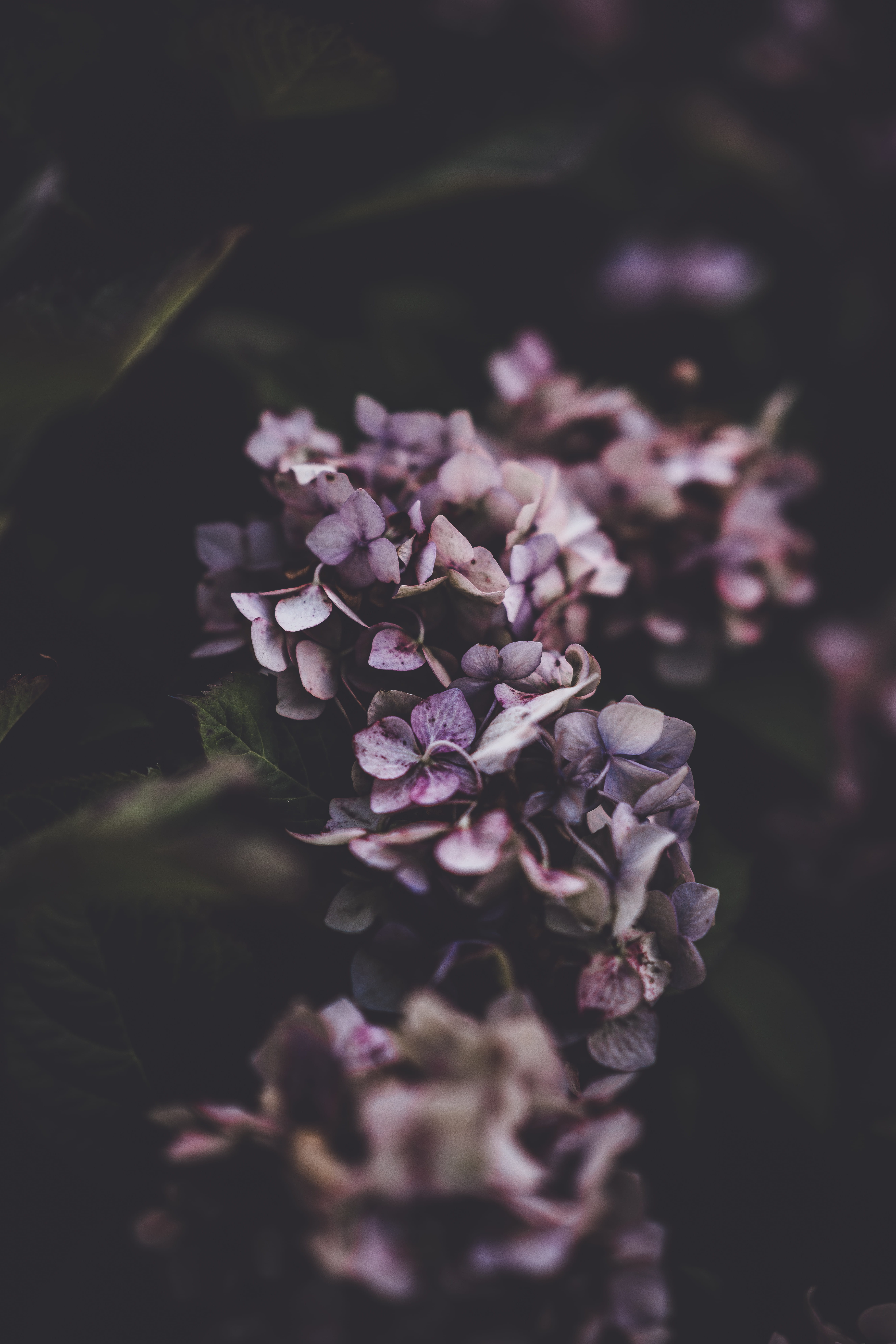 plant, delicate, backgrounds, natural, purple, lilac, freshness, dark, no People, pink Color, blossom, close-up, nature, petaled, close, botany, season, Phone HD Wallpaper