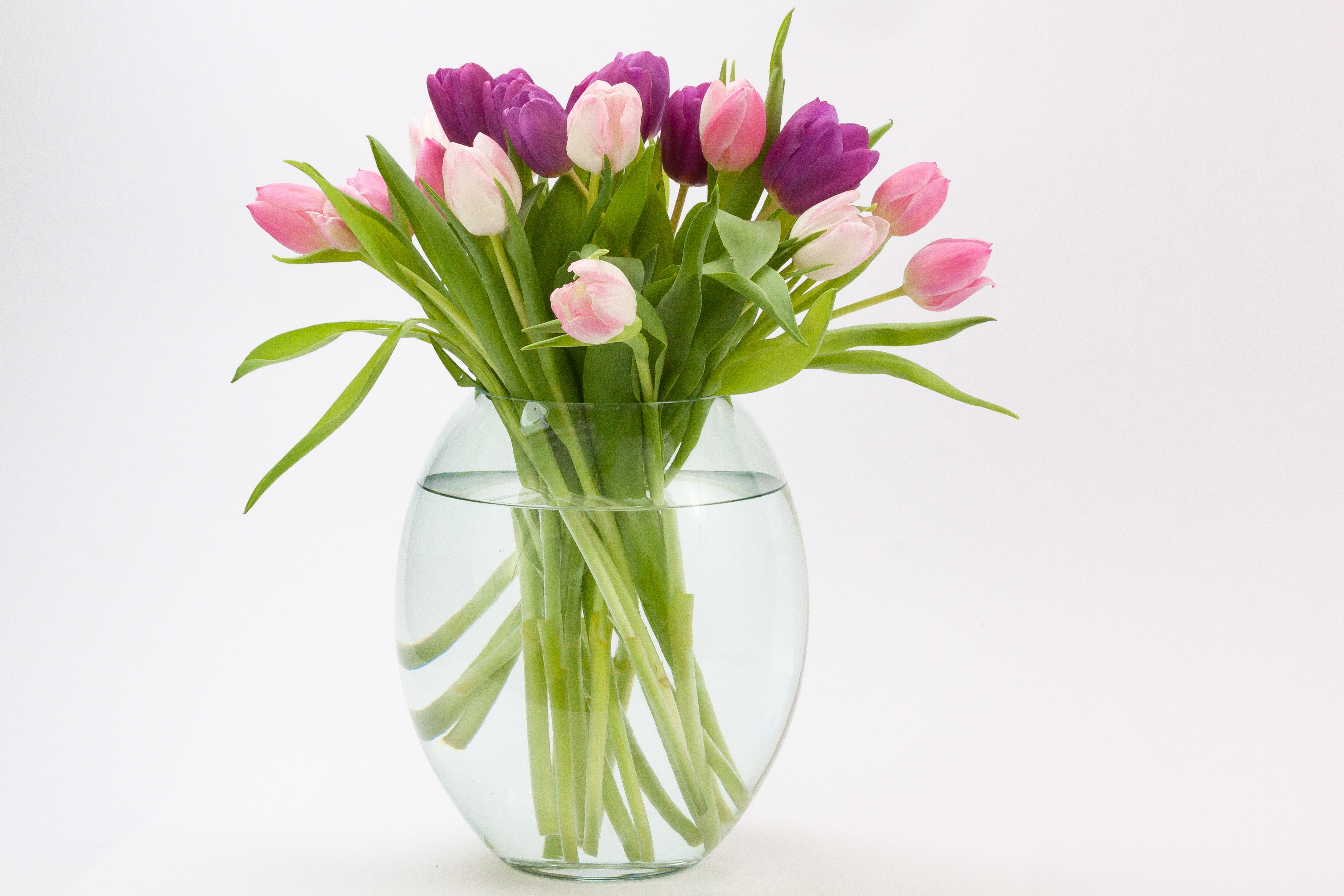 bloom, 4K, white background, vulnerability, indoors, flower head, no people, inflorescence, violet, tulip bouquet, glass - material, beauty in nature, HD Wallpaper