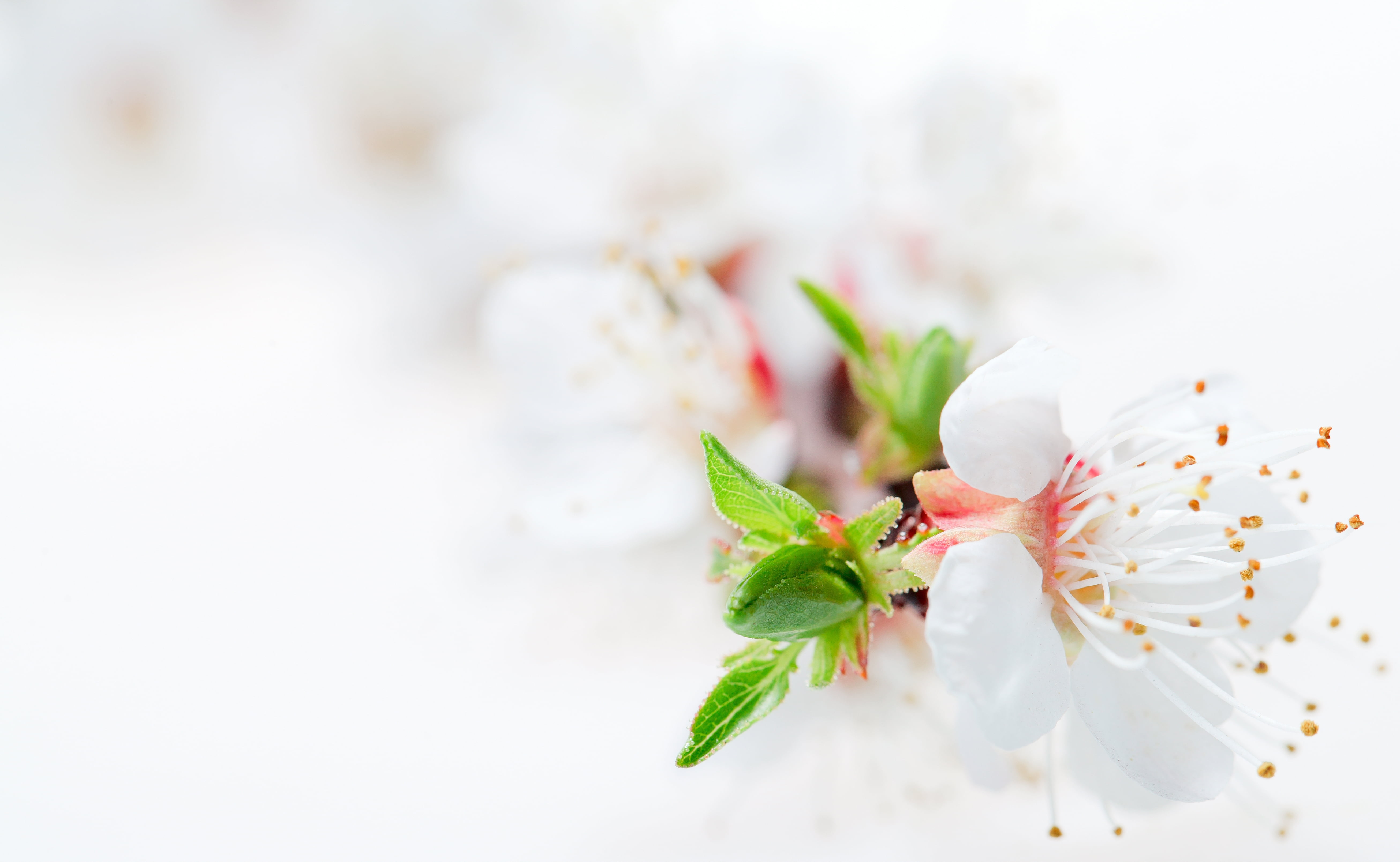 celebration, romance, blossoming, wedding, botany, no people, flower petals, season, flower Head, flower, branch, petal, fragility, flowers, plant part, HD Wallpaper