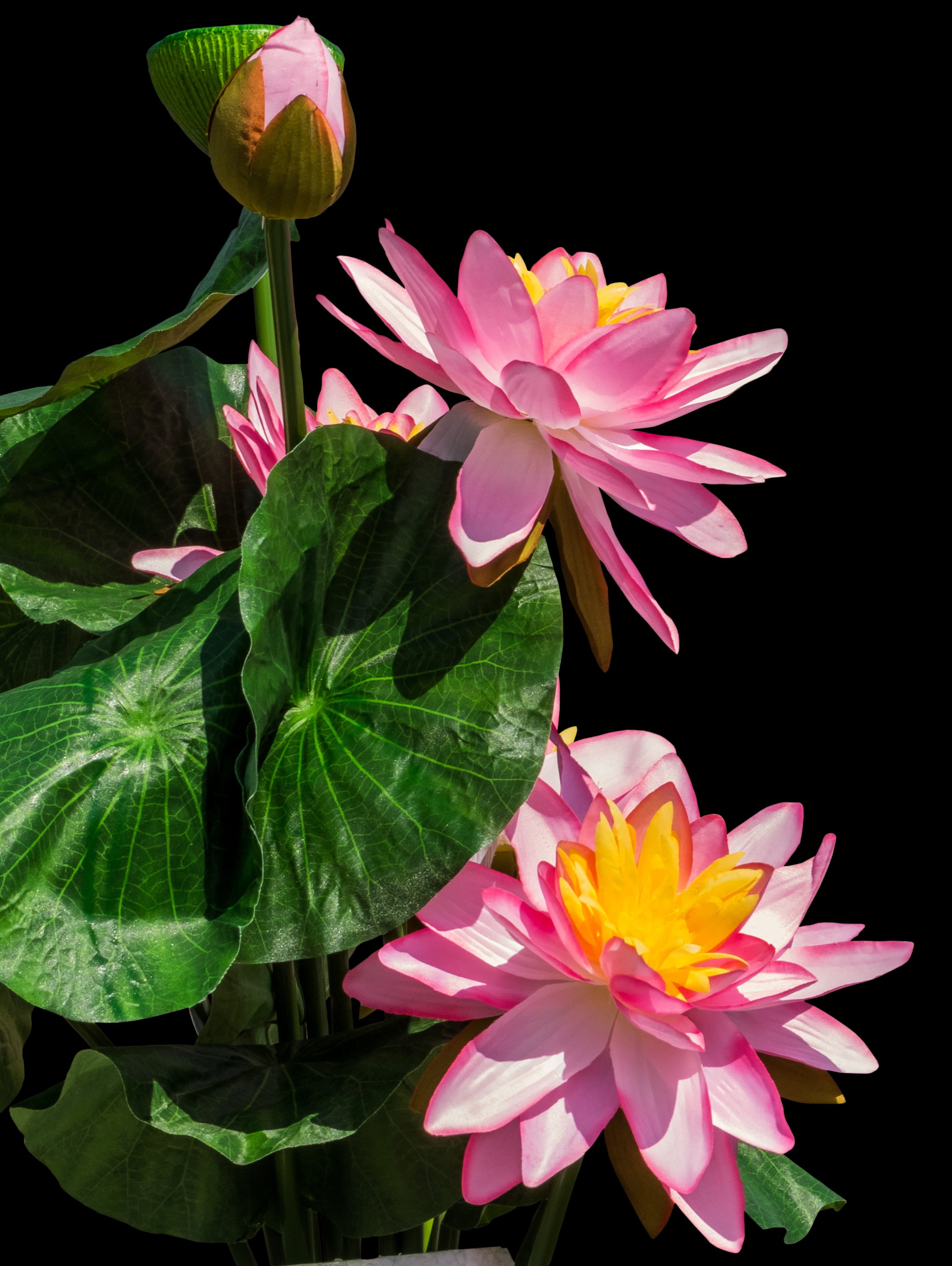 leaf, outdoors, inflorescence, flowers, flowering plant, Lotus Flowers, flower, no people, plant part, pollen, vulnerability, pink color, growth, freshness, Phone HD Wallpaper