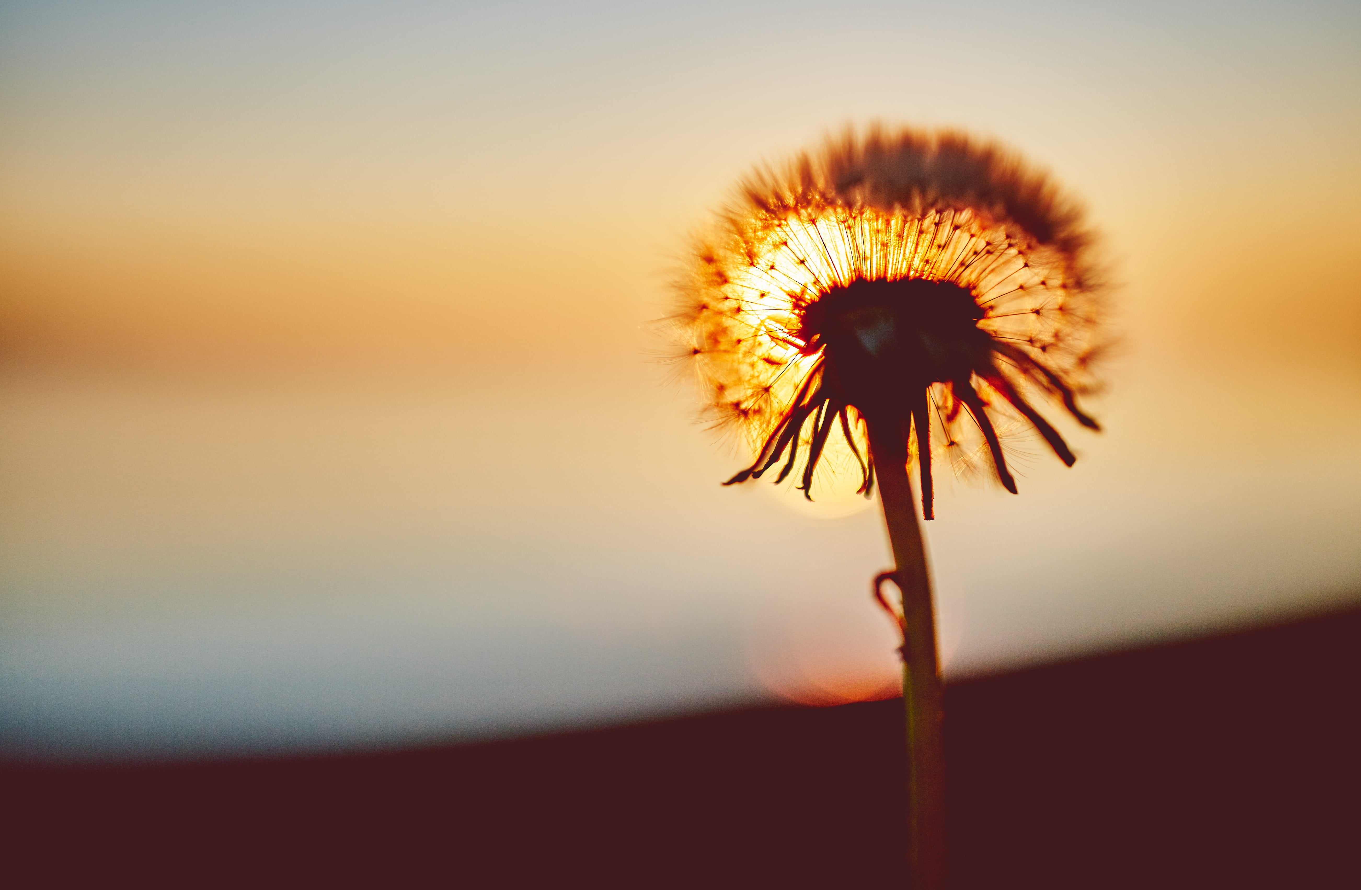 photography, inflorescence, softness, plant, outdoors, nature, dusk, vulnerability, selective, growth, sunset, close-up, freshness, dandelion seed, plant stem, HD Wallpaper