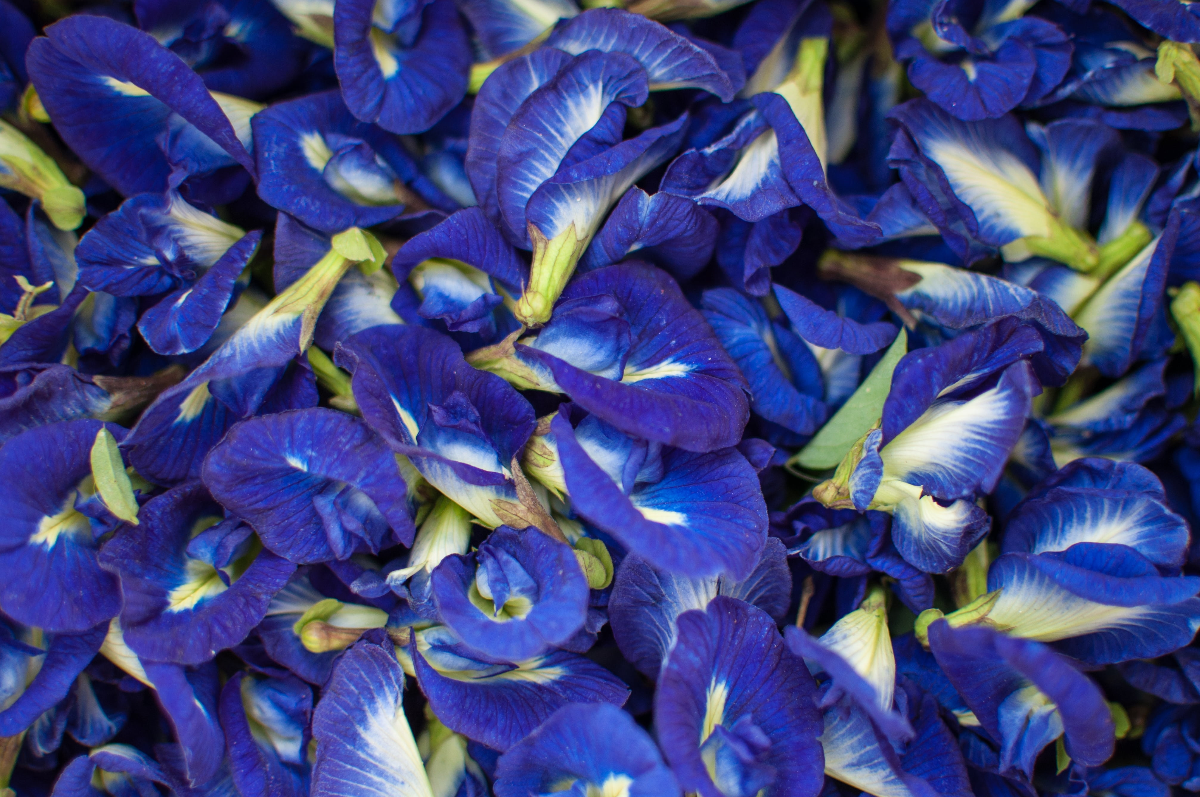 inflorescence, blue, 4K, nature, backgrounds, no people, purple, growth, plant, vulnerability, fragility, agriculture, pea, beauty in nature, thailand, HD Wallpaper