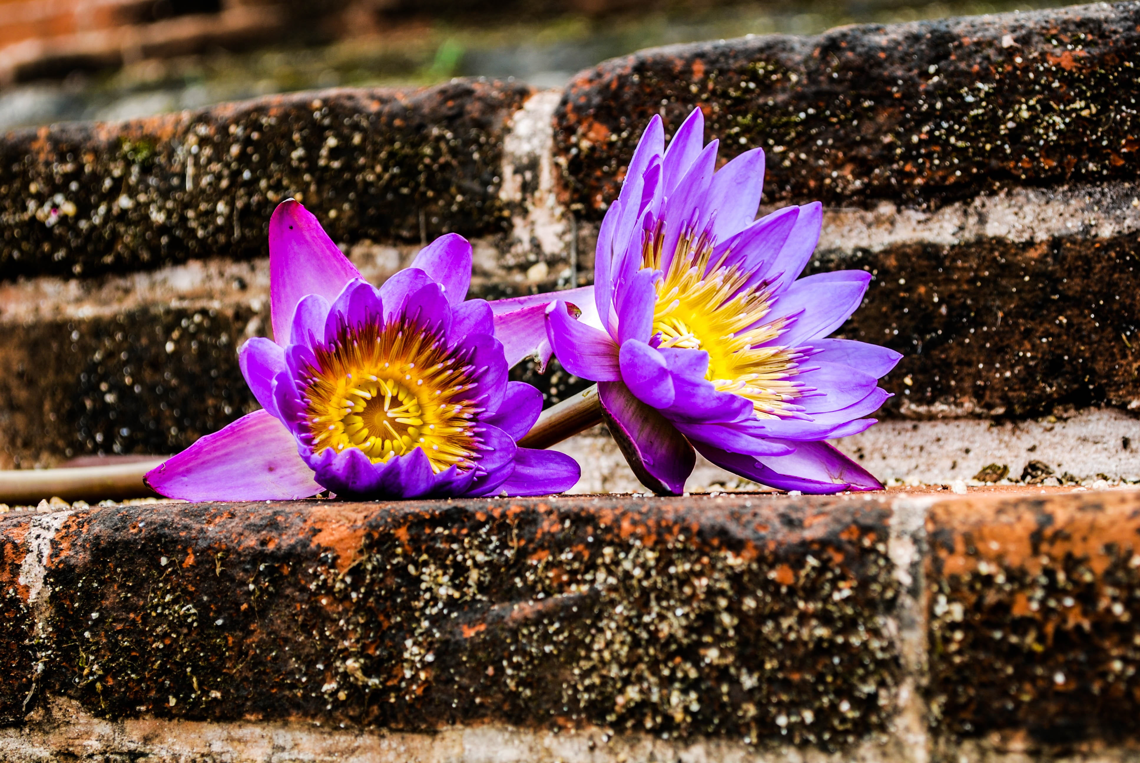 vulnerability, outdoors, purple, flowering plant, sri lanka, petal, inflorescence, waterlily, fragility, nature, plant, pollen, flower, close-up, growth, HD Wallpaper