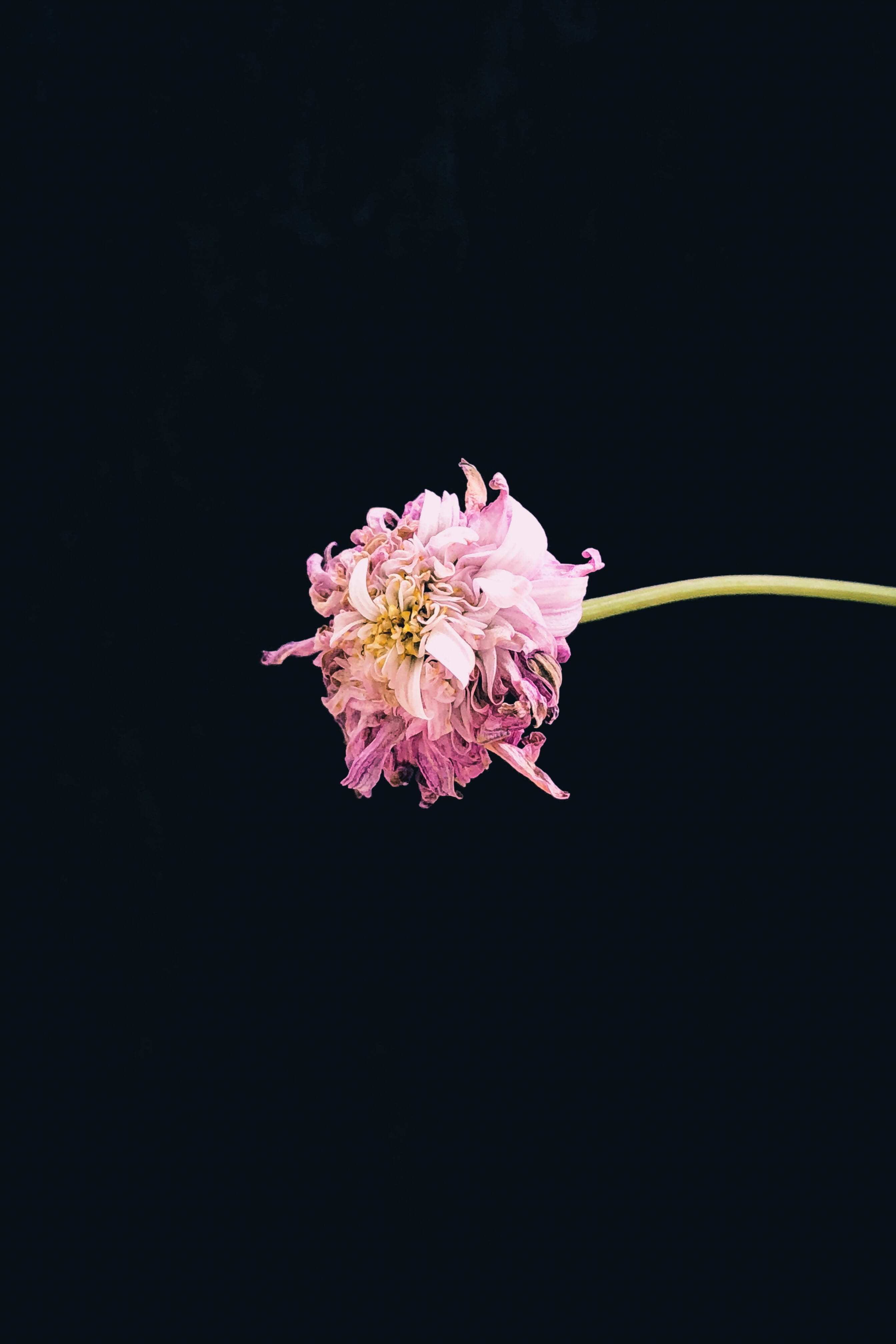 4K, selective, fall, inflorescence, dried, flower arrangement, freshness, vulnerability, femme, feminine, phistil, floral, petal, fragile, nature, copy space, Phone HD Wallpaper