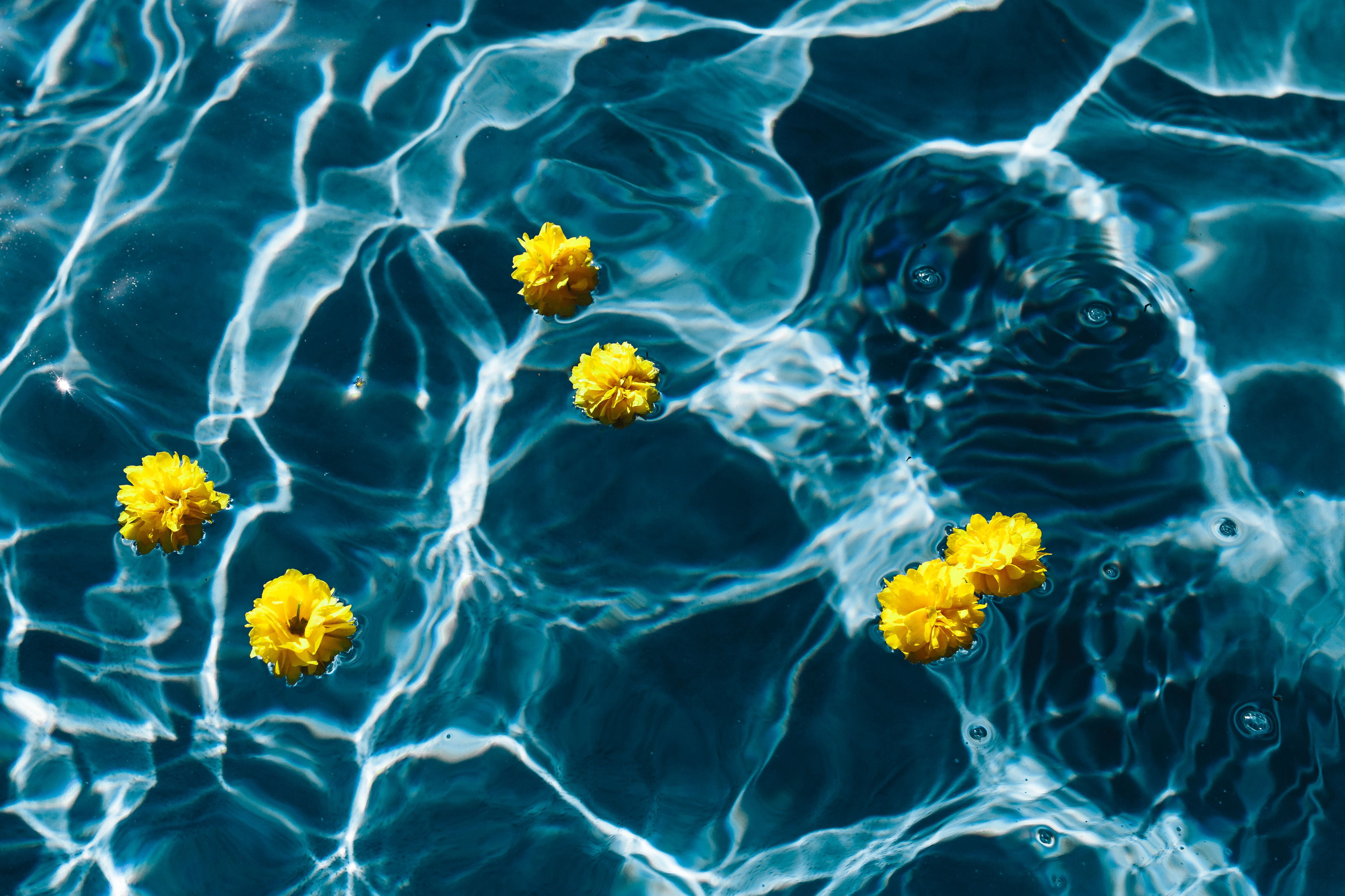 vulnerability, pool, flora, no people, bouquet, outdoors, small, surface, yellow, flower head, flower, summer, flowering plant, floating, swimming, water, HD Wallpaper