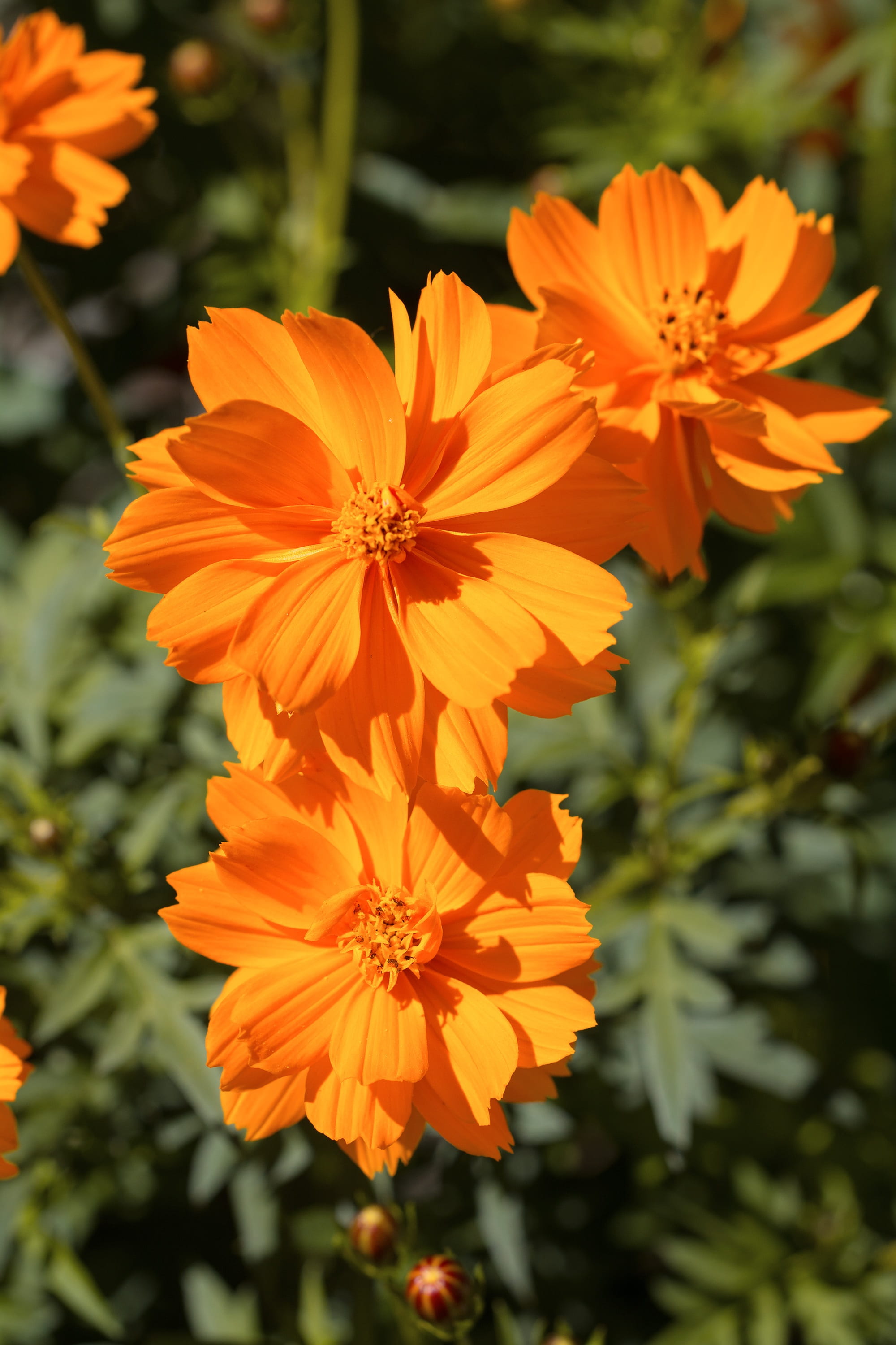 petal, orange, day, orange color, no people, summer, flower head, sunlight, freshness, bloom, floral photography, focus on foreground, flowering plant, Phone HD Wallpaper