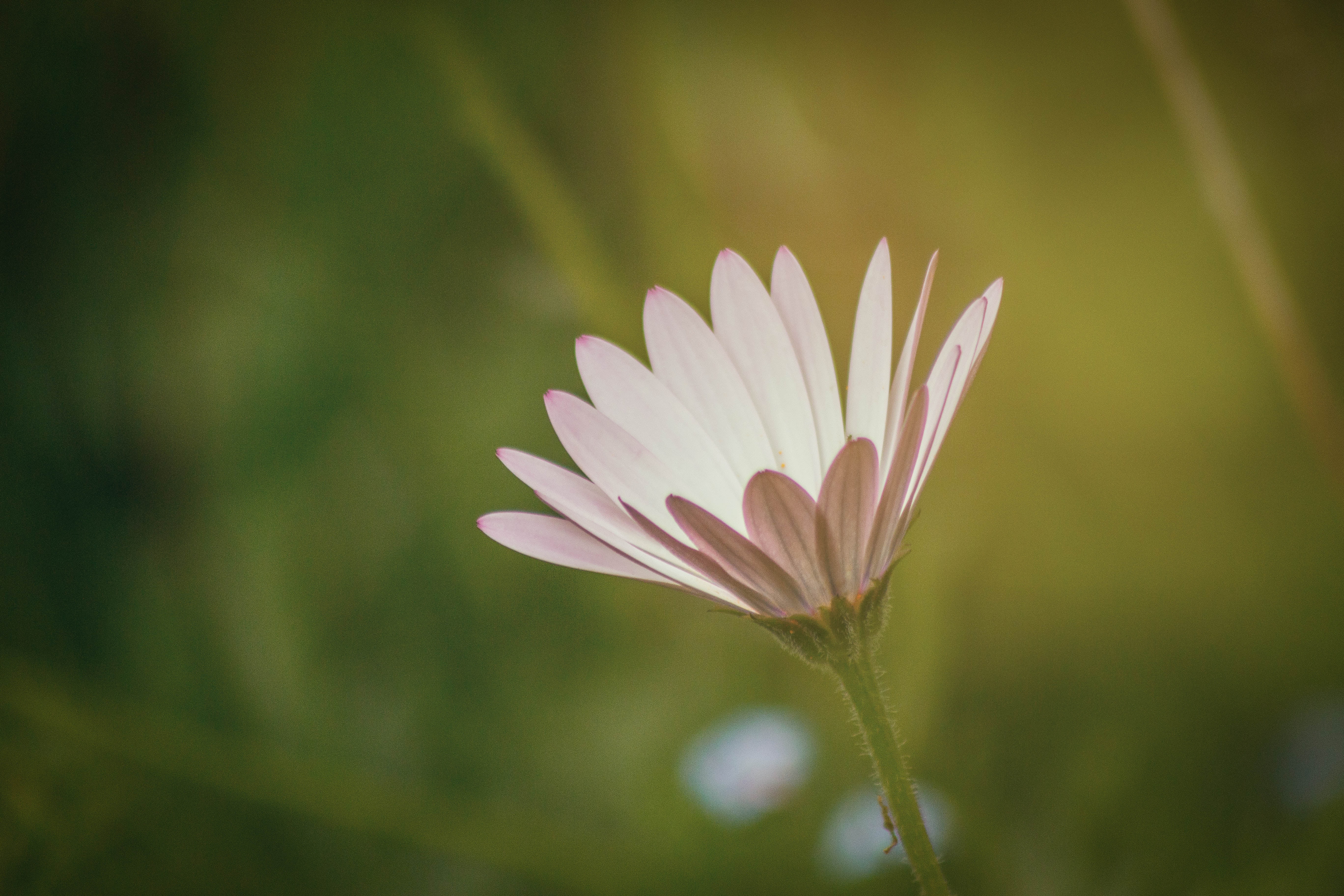 focus, beauty In Nature, petal, Spring, photo, selective, outdoors, daisy, selective focus, closeup, nature, summer, bokeh, Osteospermum, plant, garden, HD Wallpaper