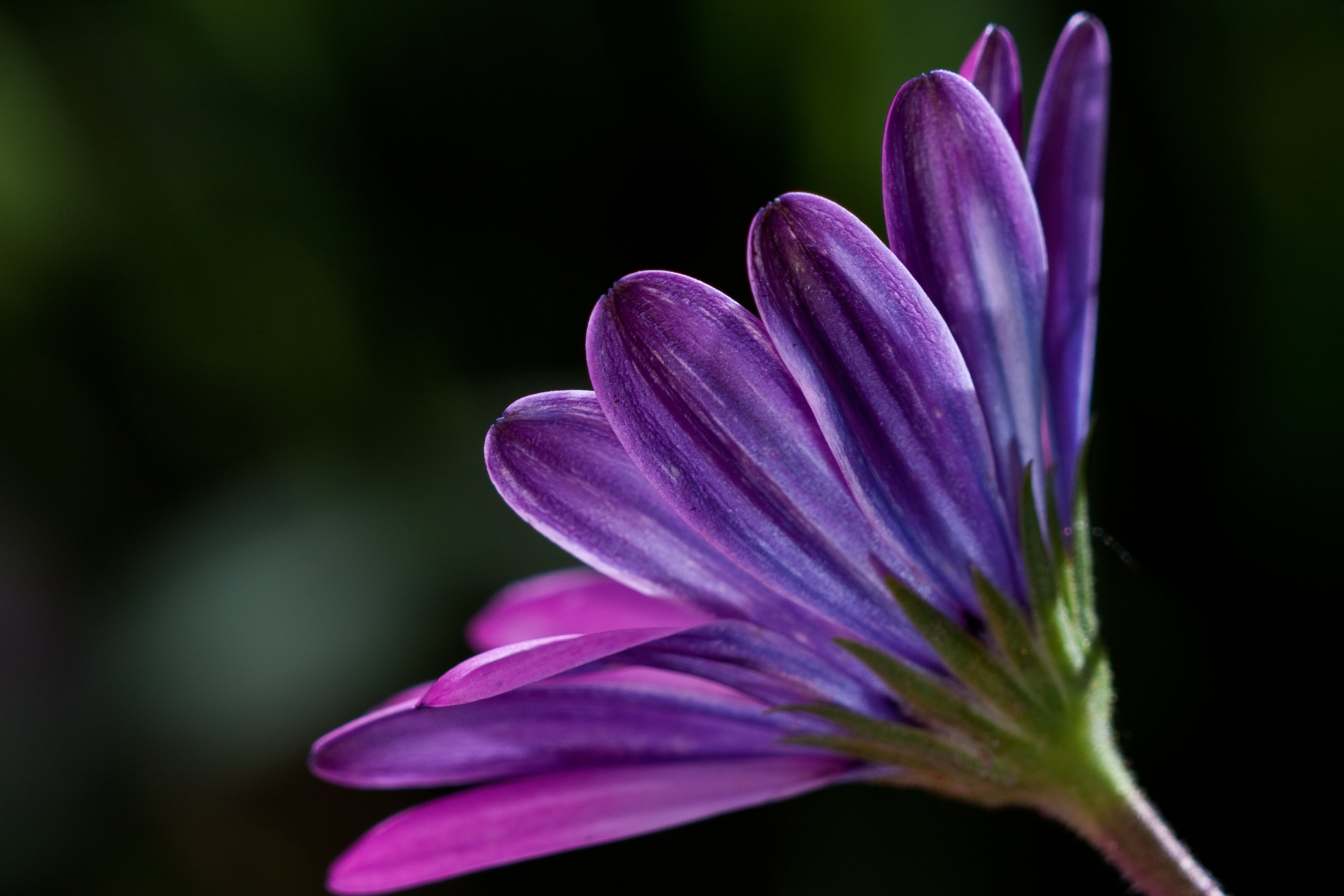 Osteospermum, selective, purple, Try, 4K, focus, flower, close-up, photography, selective focus, petal, beauty In Nature, Background, Elements, nature, HD Wallpaper