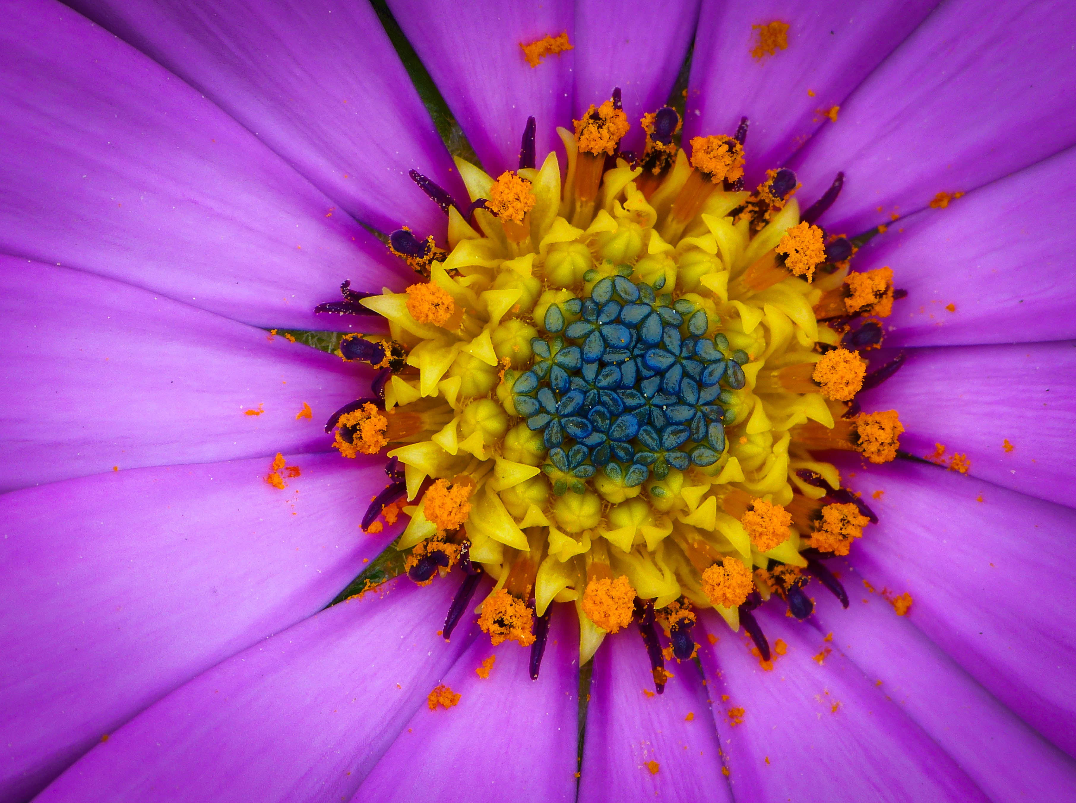 plant, hdr, shallow focus, purple, summer, close-up, flower, vivid, osteospermum, yellow, plants, petal, shallow, focus, flower Head, Light my fire, 2K, HD Wallpaper