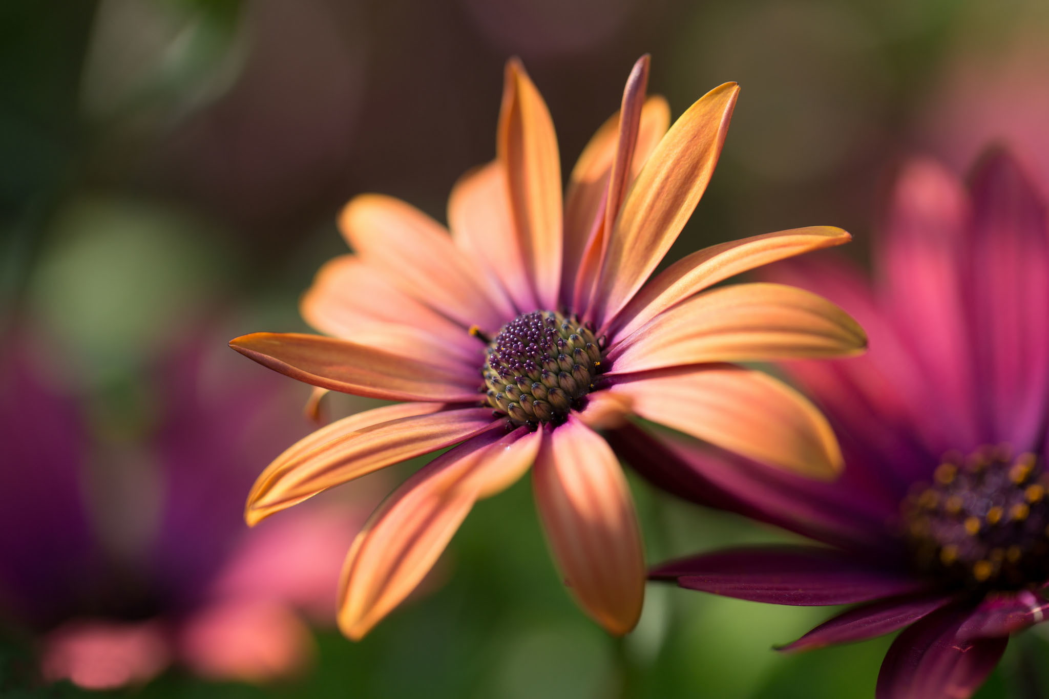 background, osteospermum, flowers, gerbera, Burgundy, flower, fruticosum, 1080P, orange, purple, HD Wallpaper