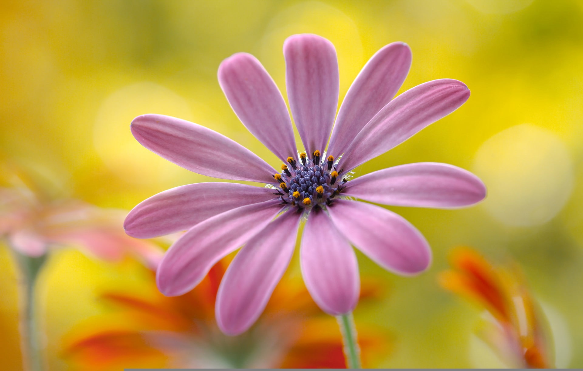 vulnerability, selective focus, nature, freshness, flower, flowering plant, 1080P, yellow, macro, flowers, growth, focus on foreground, beauty in nature, HD Wallpaper