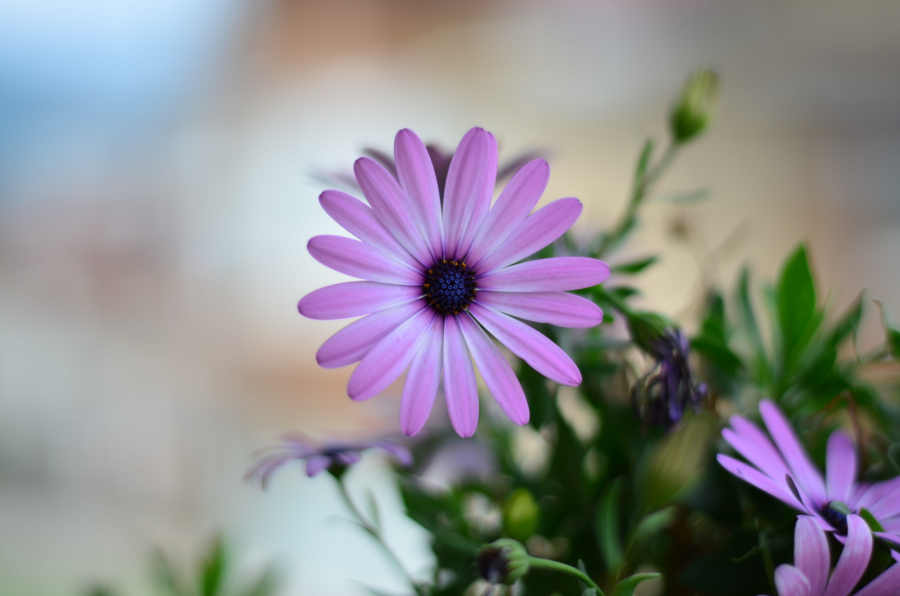 summer, lila, Background, selective focus, season, focus on foreground, Plant, no people, growth, outdoors, inflorescence, daisy, sepal, blossom, osteospermum, HD Wallpaper