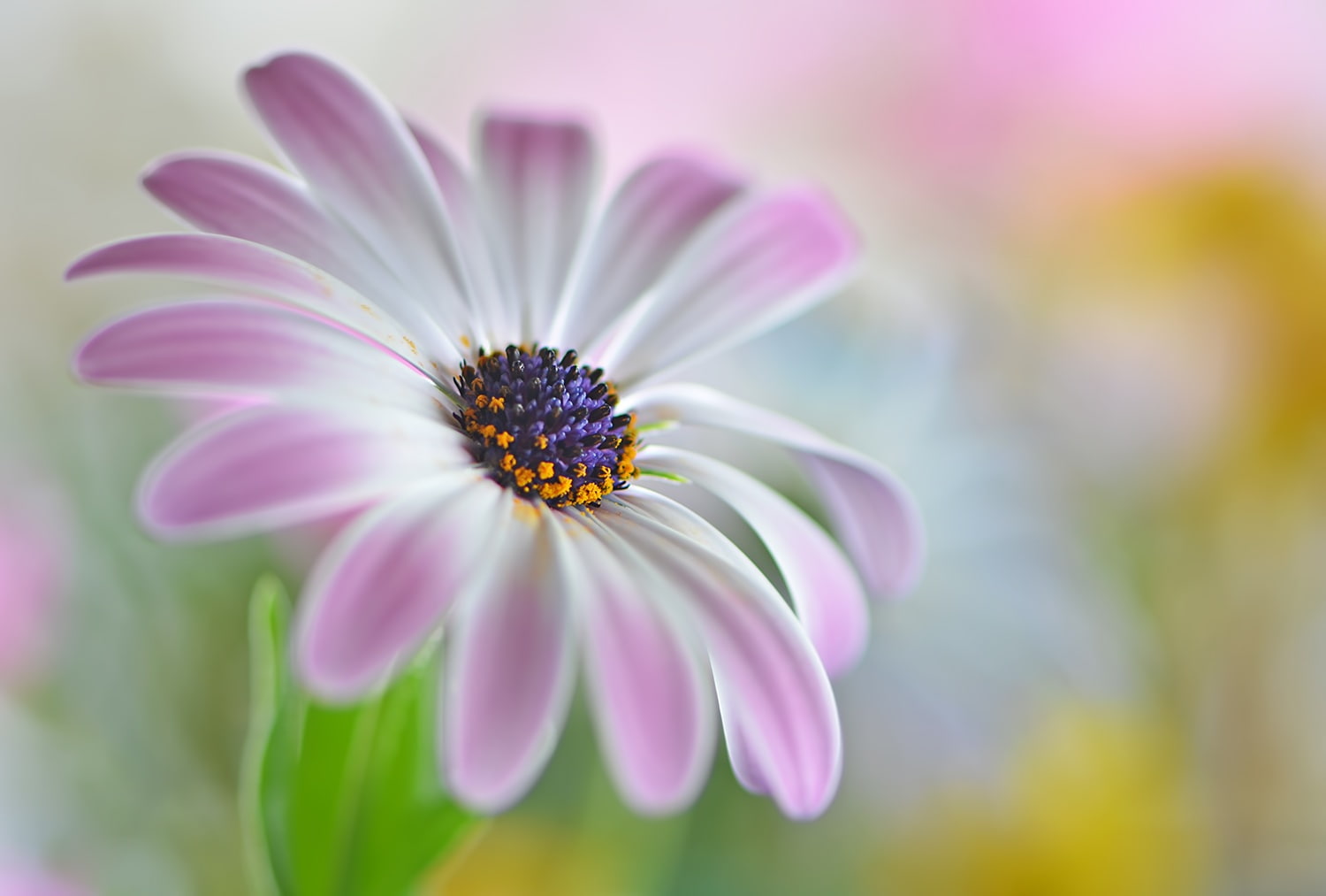 petal, nature, outdoors, flower head, pollen, growth, plant, fragility, osteospermum, pink color, selective focus, flower, inflorescence, 720P, flowering plant, HD Wallpaper