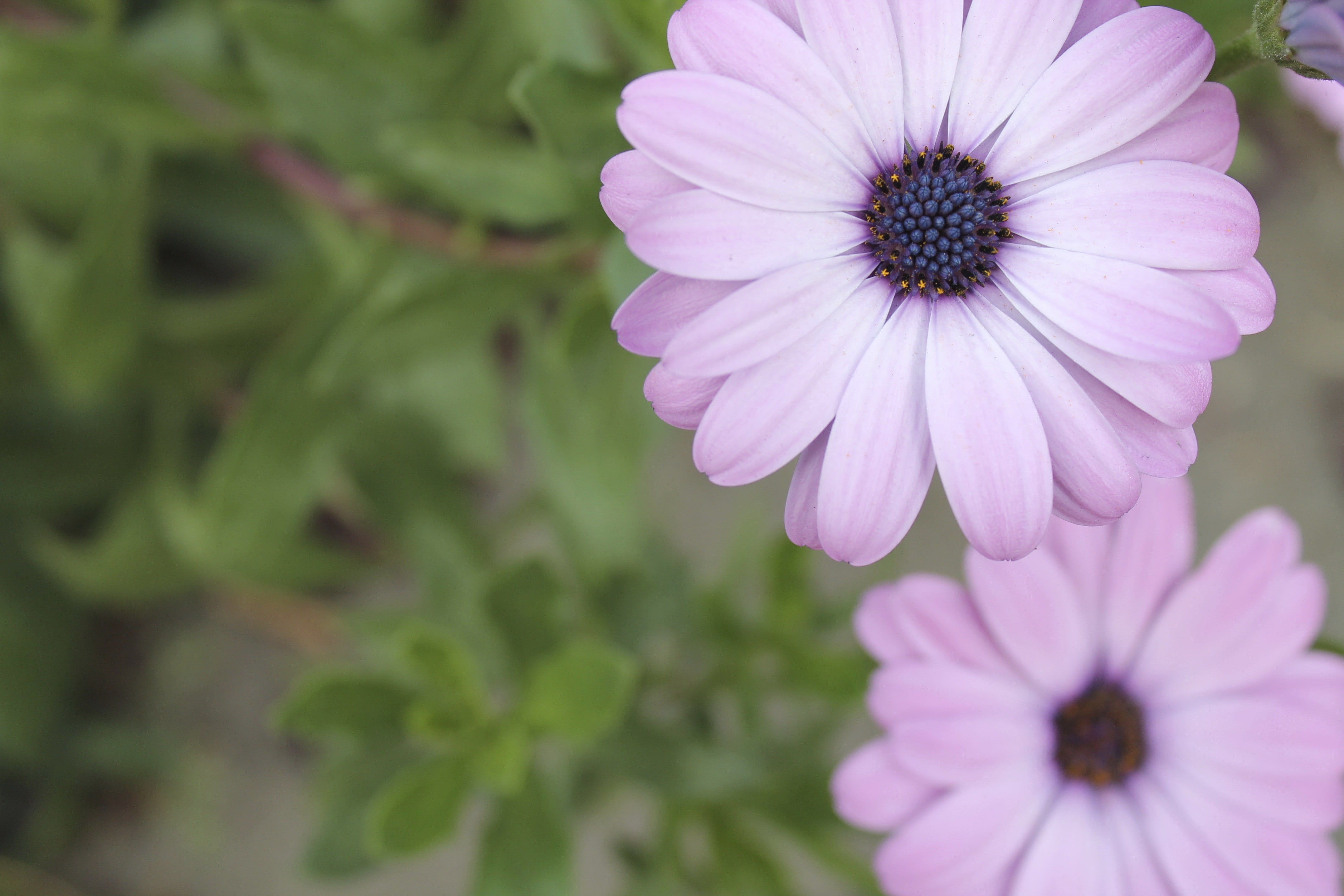 macro, freshness, pink color, 4K, nature, flowering plant, day, petal, flower, close-up, fragility, growth, purple, beauty in nature, osteospermum, plants, HD Wallpaper
