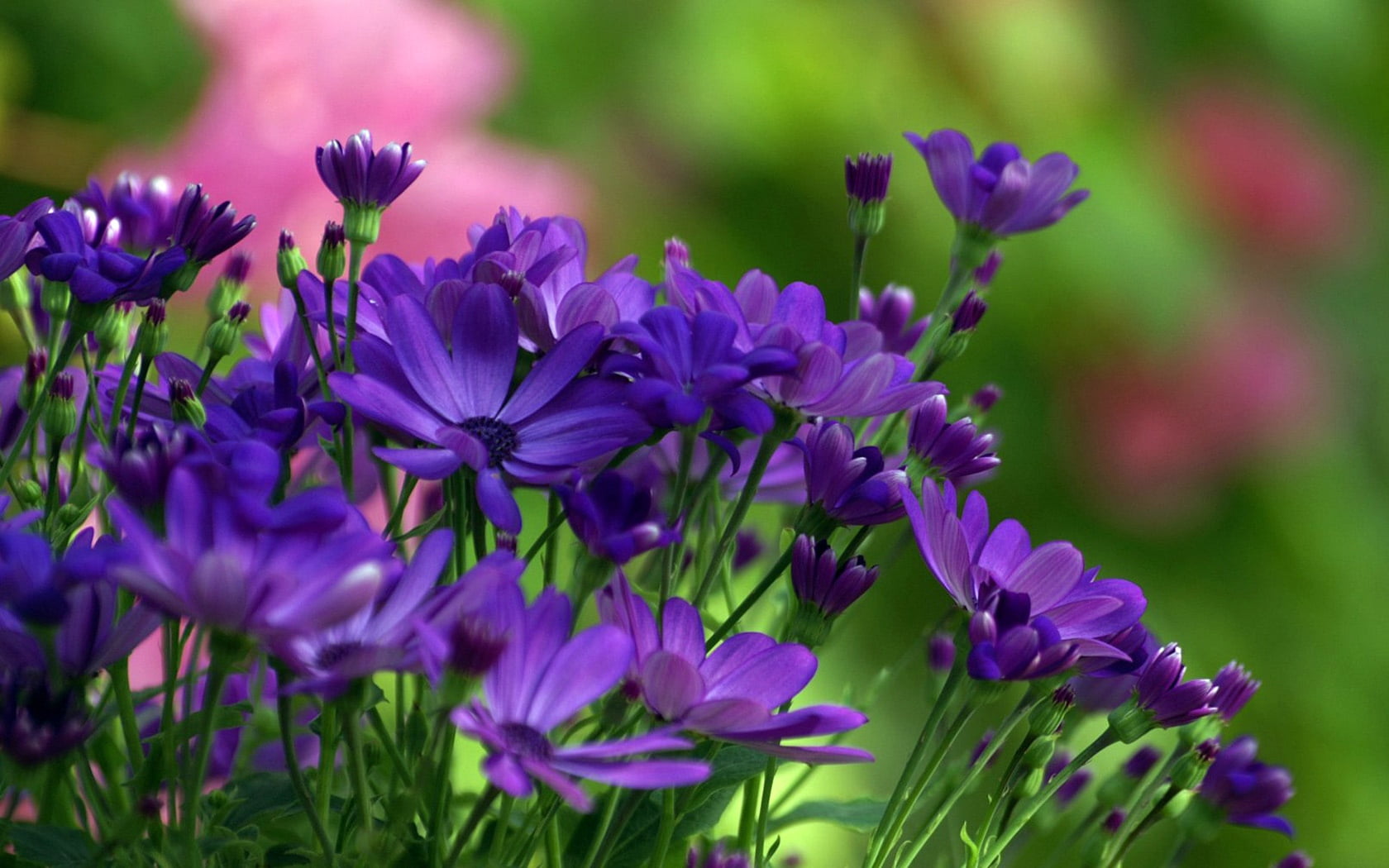 no People, inflorescence, green, softness, focus on foreground, leaf, green Color, osteospermum, selective focus, grass, blossom, flowerbed, garden, formal Garden, HD Wallpaper