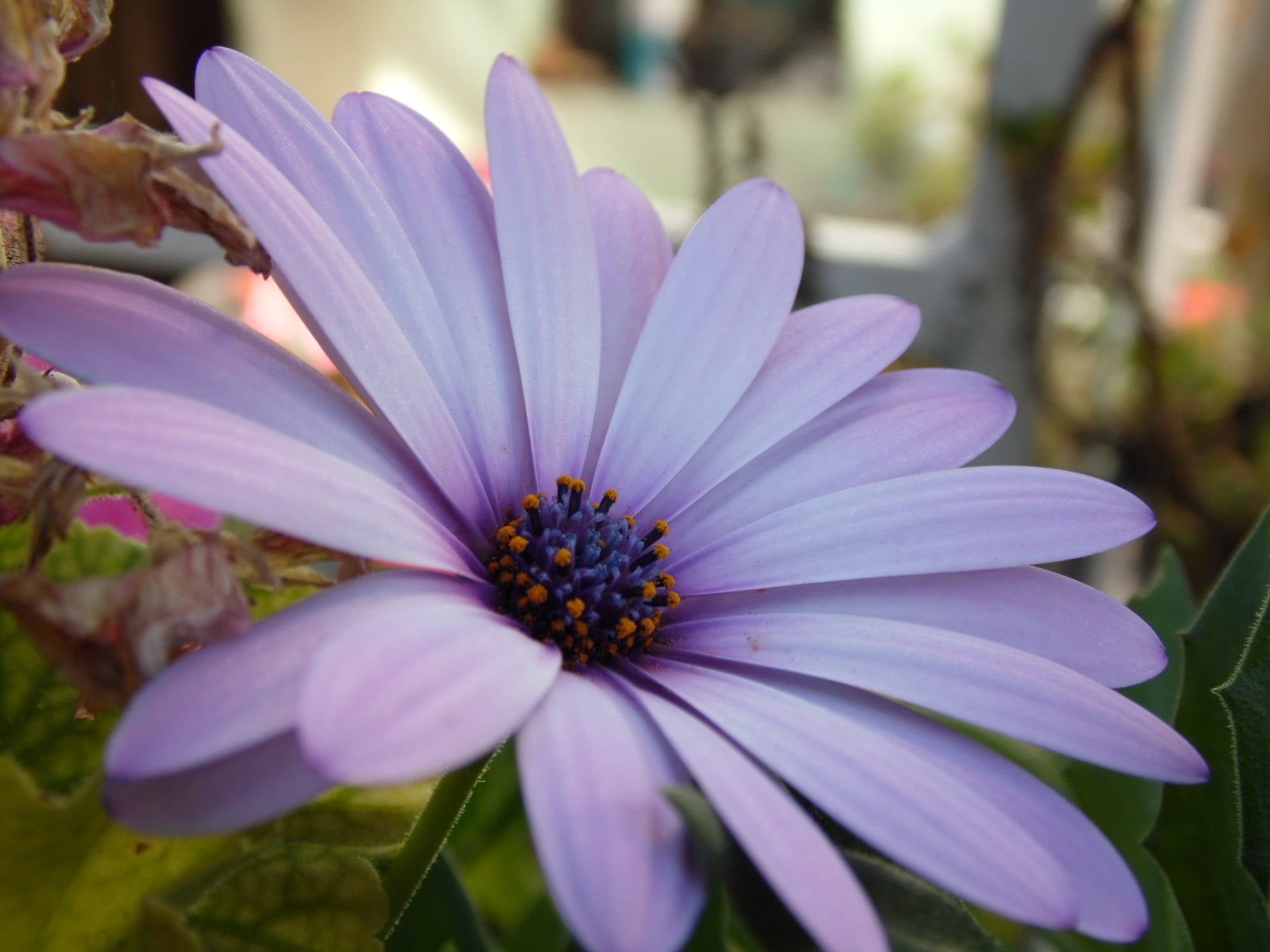 macro, petal, growth, vulnerability, no people, day, 1080P, flowers, nature, plants, inflorescence, flowering plant, plant, flower head, freshness, purple, HD Wallpaper