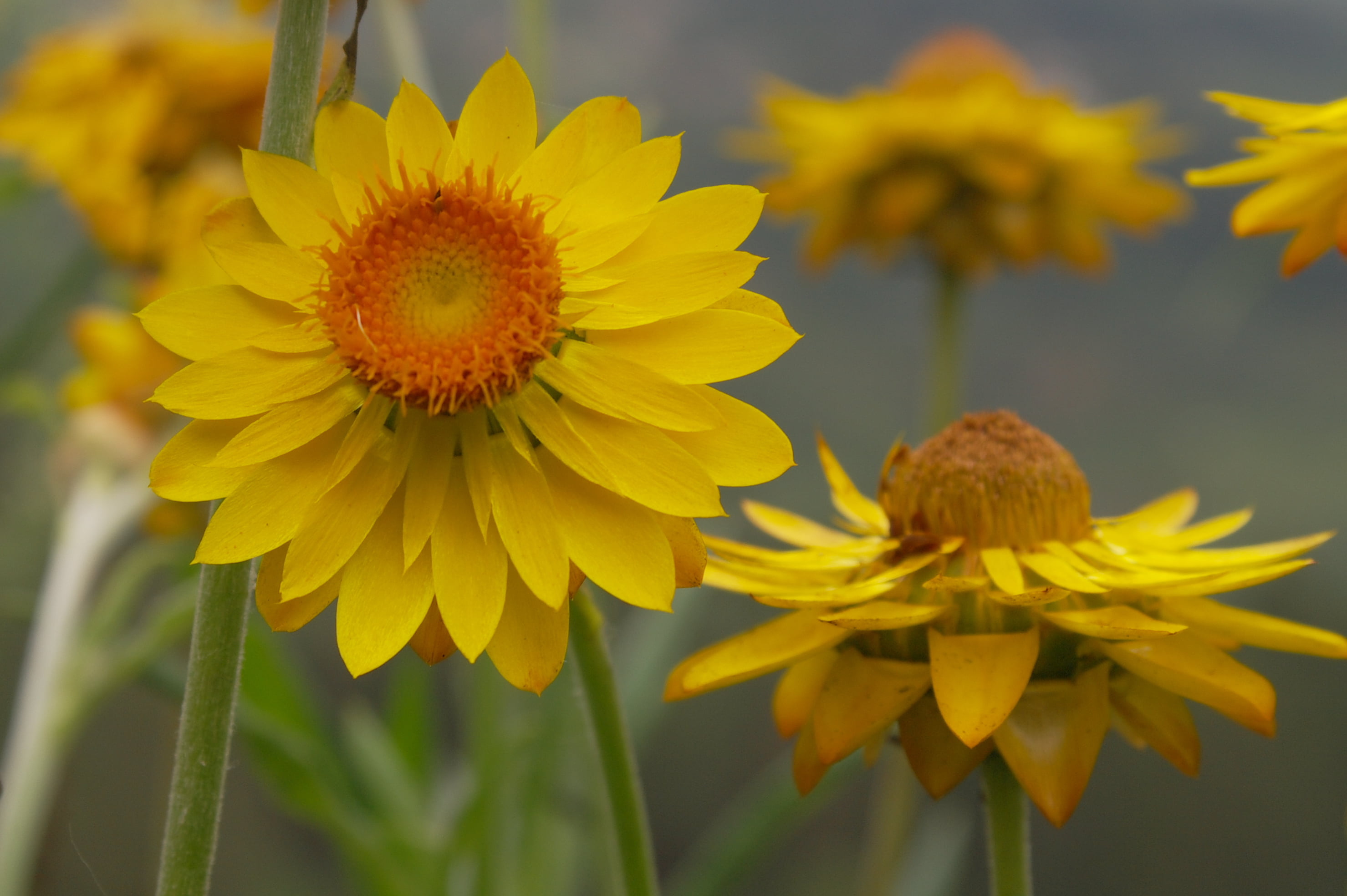outdoors, Kumaravel, Kumar, sunflower, flowers, nature, Daisy, yellow, plant, 2K, leaf, Orange  Flower, Osteospermum, Samsung NX100, Samsung NX, petal, HD Wallpaper