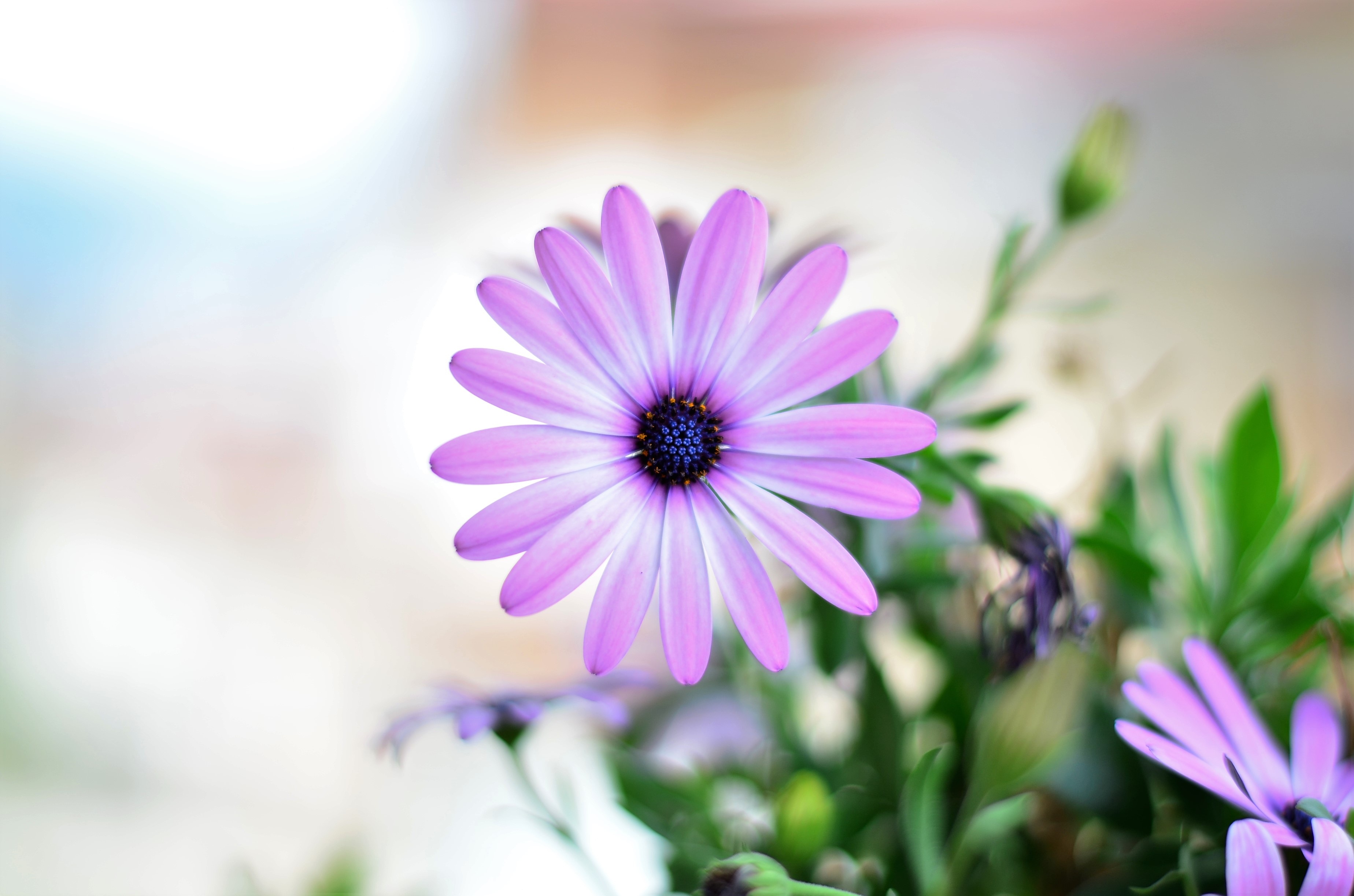 macro, purple flowers, summer, vivid color, macro chichewa, selective focus, purple, closeup, fragility, pink, flowering plant, osteospermum, flower, vulnerability, HD Wallpaper