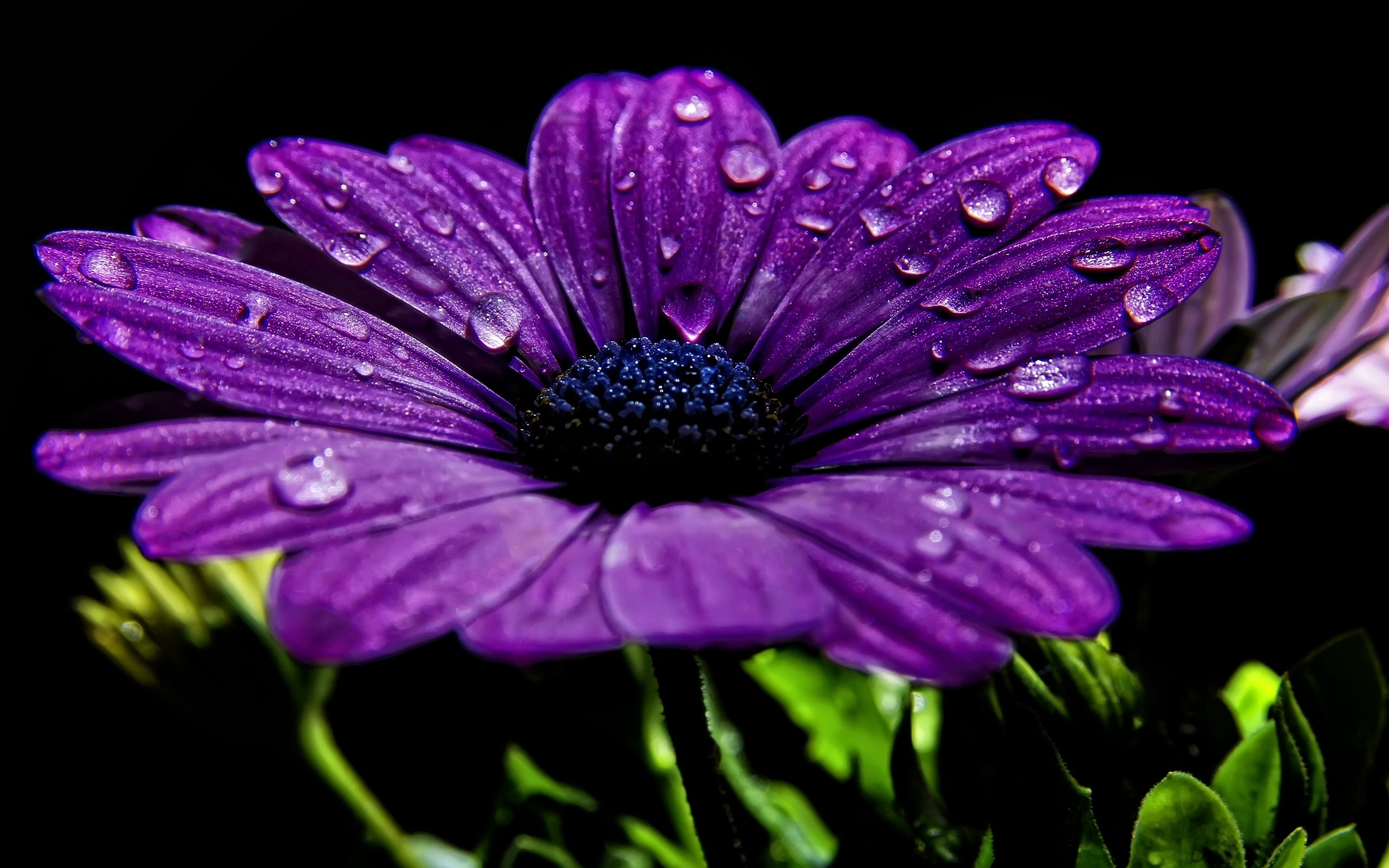 2K, macro, raindrop, dew, vibrant Color, close-up, isolated On Black, petal, outdoors, blossom, purple, flowering plant, drop, growth, vulnerability, purity, HD Wallpaper