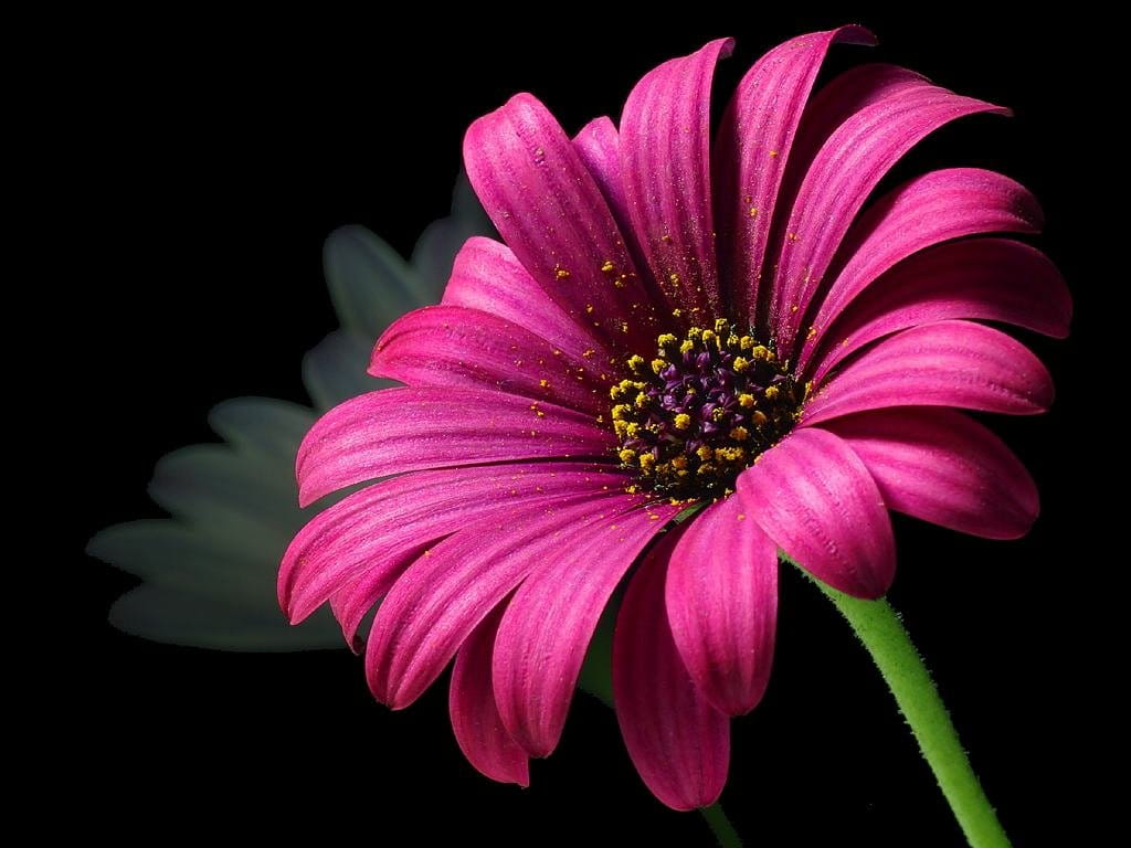 HD, beauty in nature, macro, black background, nature, pink color, vulnerability, petal, inflorescence, plant, flower, pollen, night, freshness, HD Wallpaper