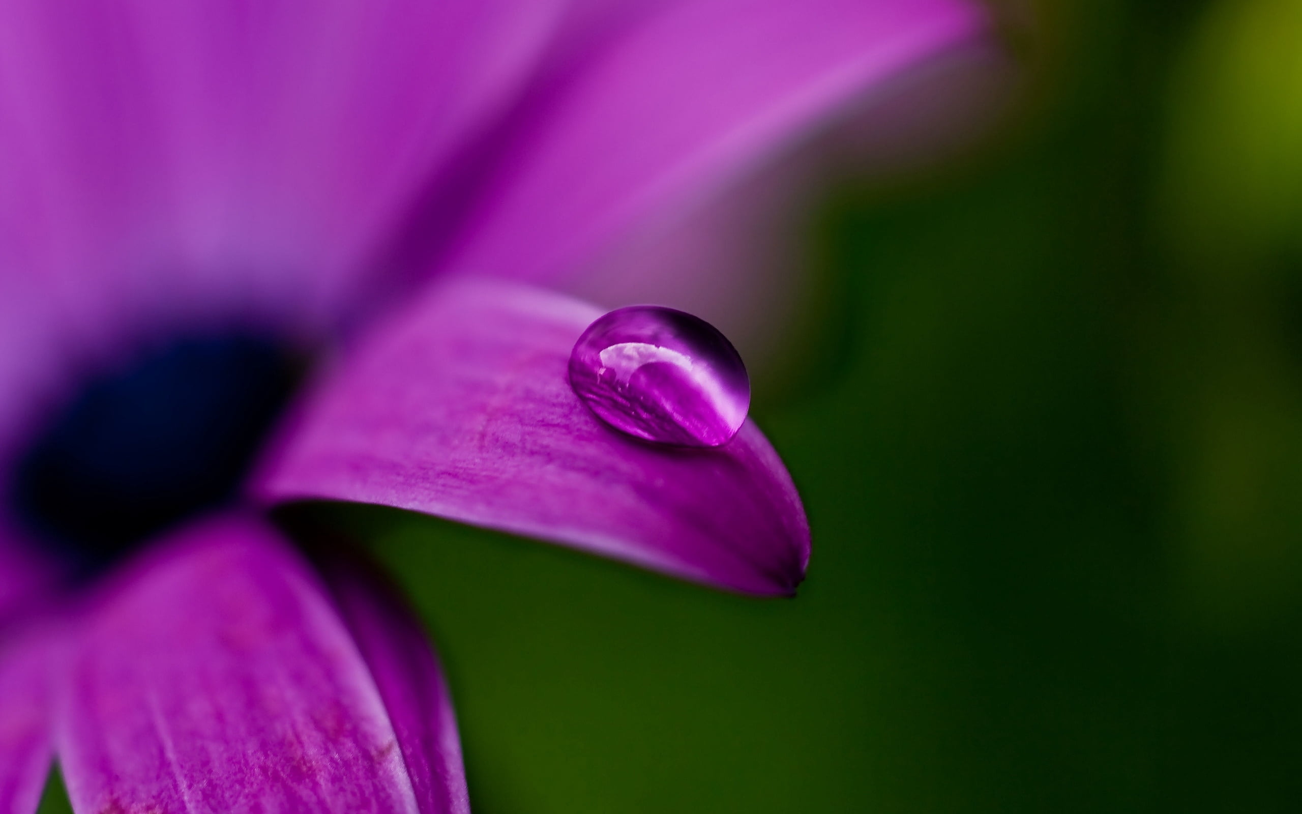 flowering plant, purple, blossom, lotus Water Lily, freshness, osteospermum, growth, close-up, water, drop, springtime, daisy, nature, focus on foreground, HD Wallpaper