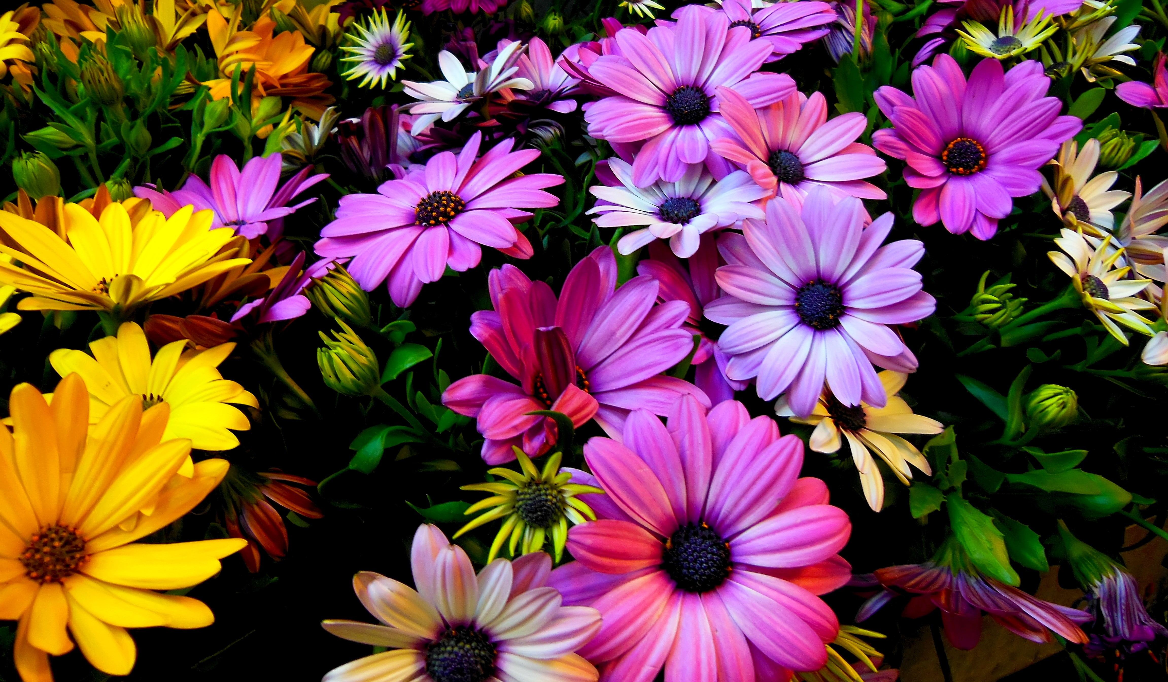 fragility, nature, inflorescence, pink color, high angle view, Daisy flowers, 4K, vulnerability, petal, pollen, no people, Spring flowers, flower, Yellow, HD Wallpaper