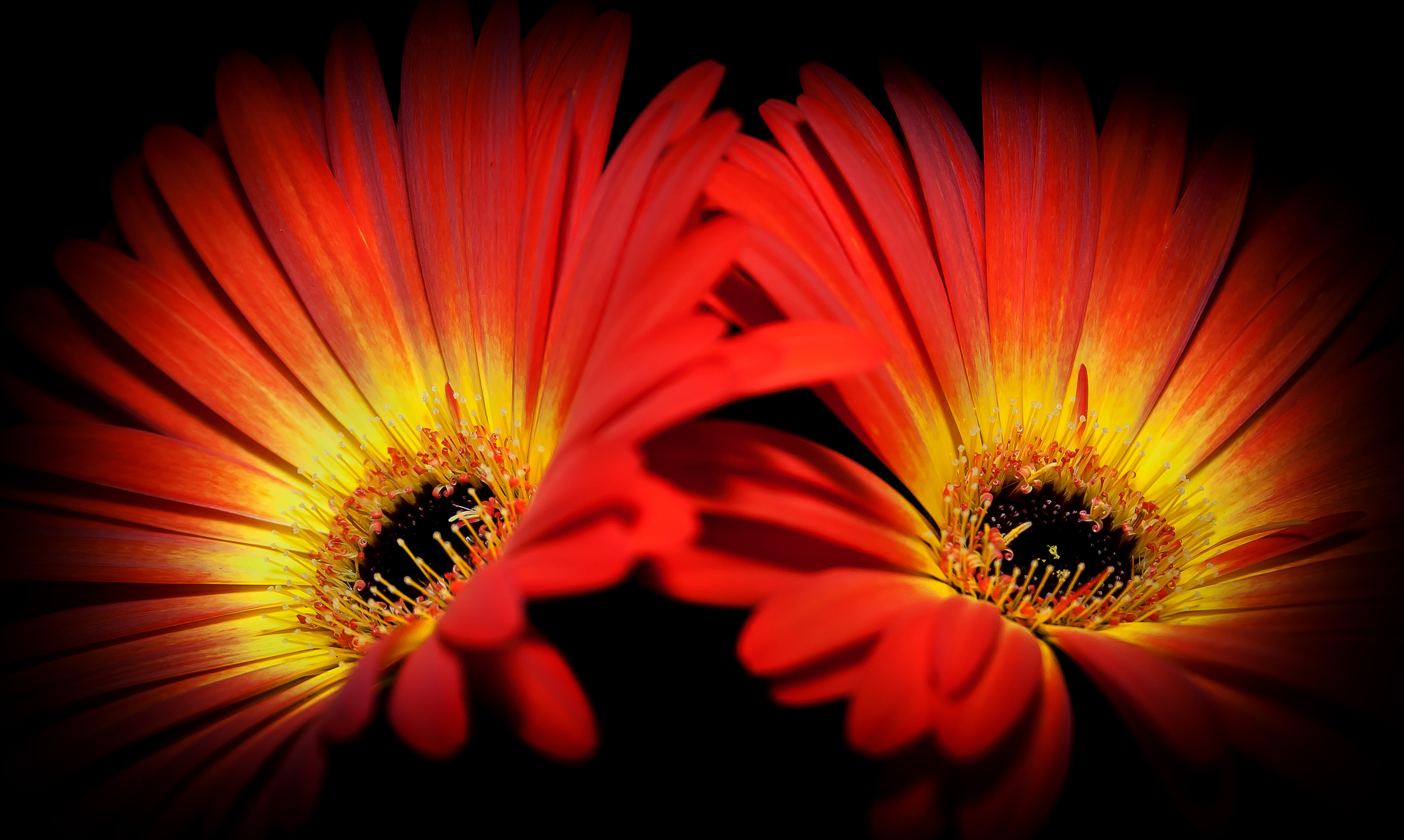 red, flora, orange color, tender, vulnerability, summer, beauty in nature, orange, plant, close, freshness, outdoors, flower macro, two, mood, flower head, HD Wallpaper