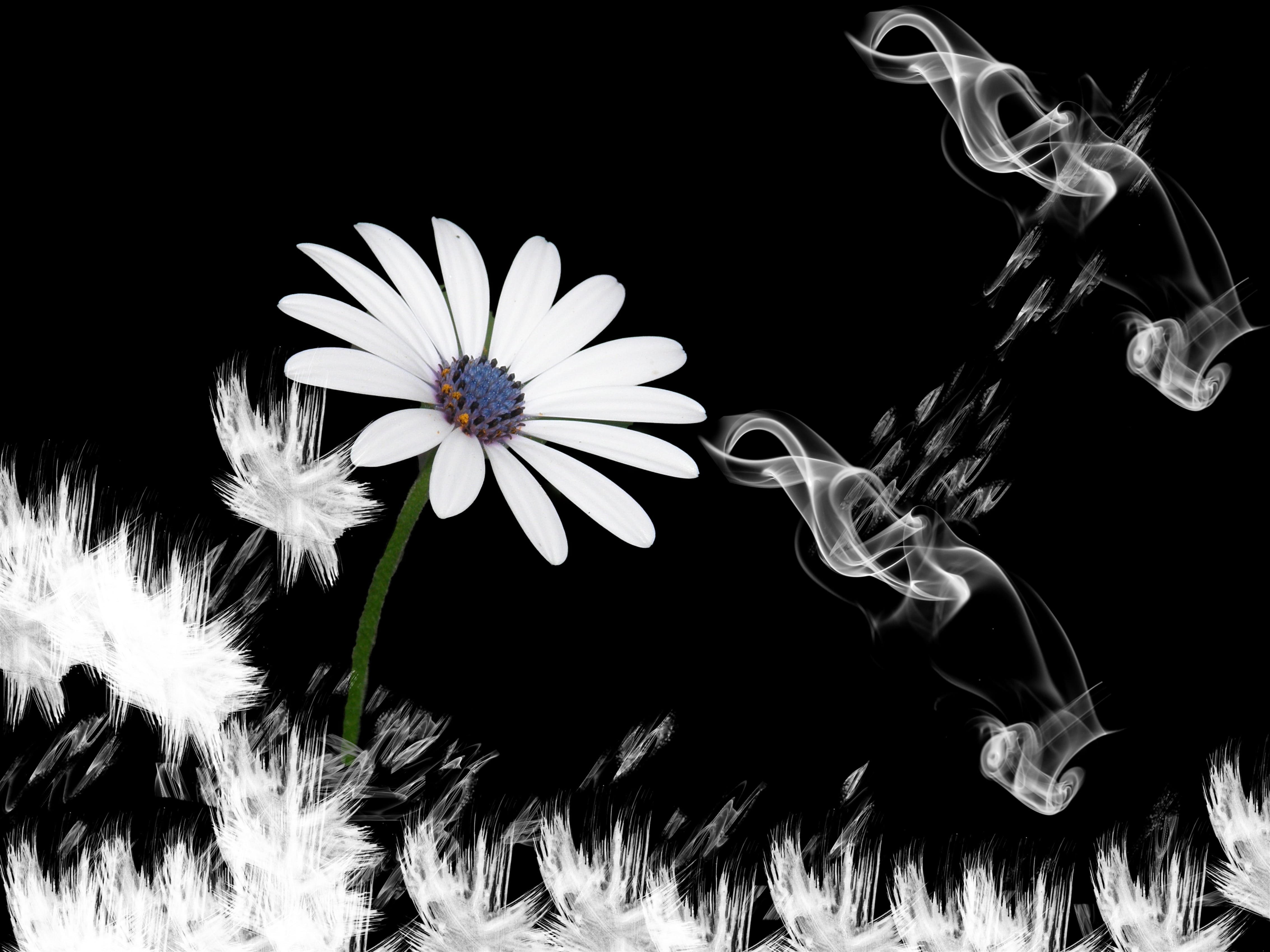 nature, smoke, modern, white, vulnerability, fragility, pollen, osteospermum, close-up, glowing, deep, floral, lachine, inflorescence, fantasy, night, no people, HD Wallpaper